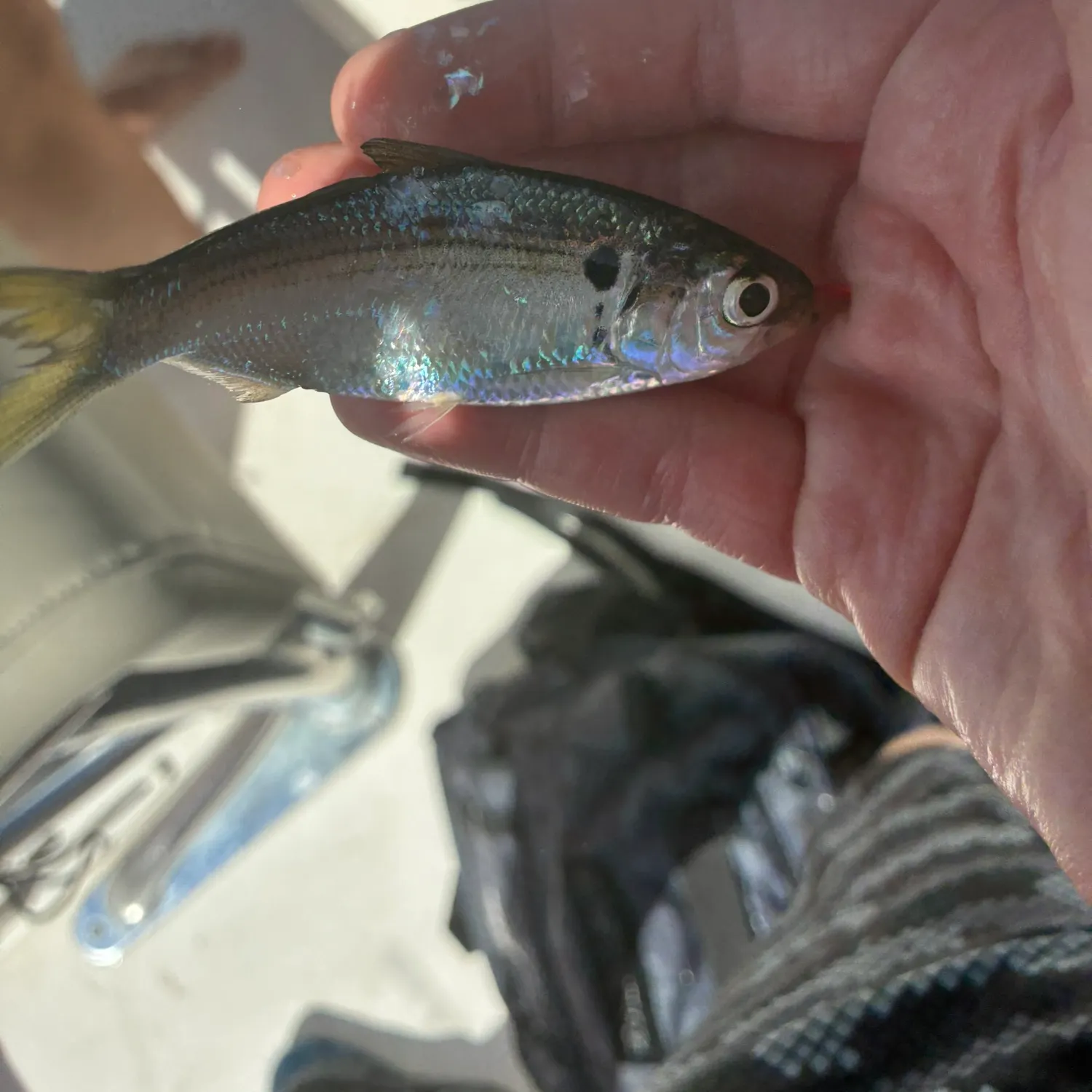 The most recent Dotted gizzard shad catches on Fishbrain