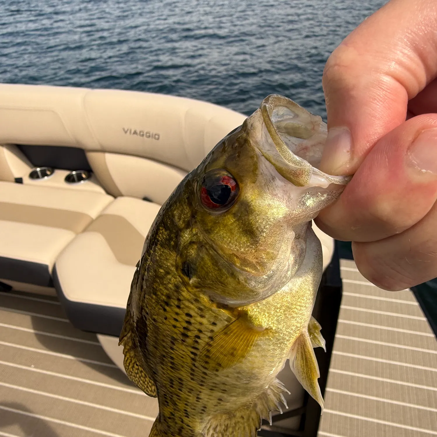 Rock bass caught on Fishbrain