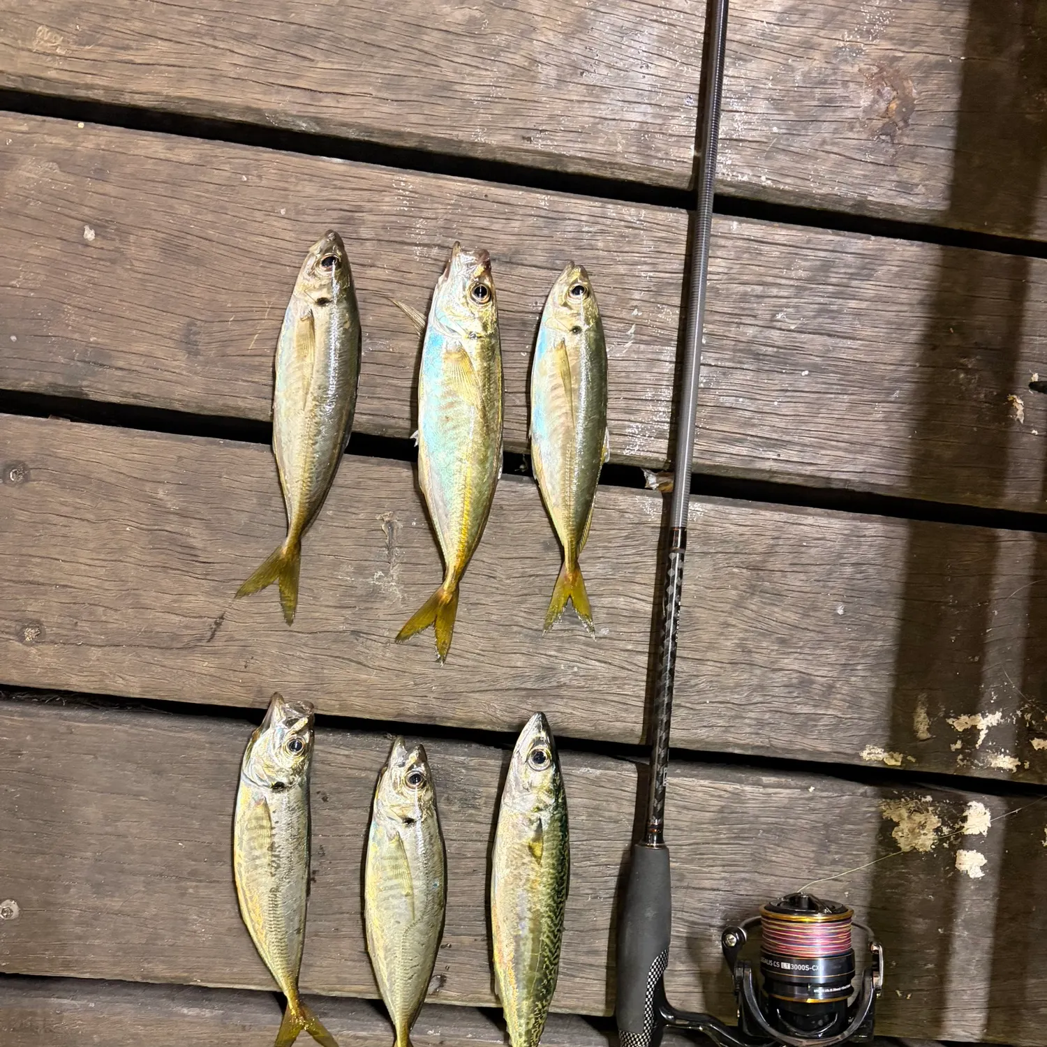 recently logged catches