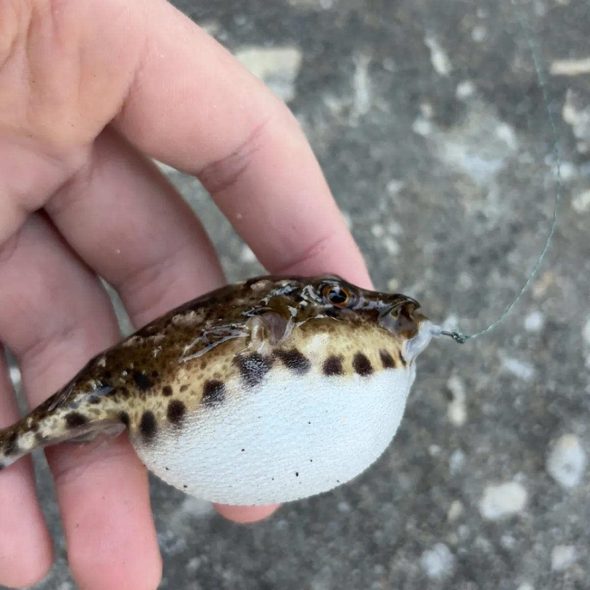 The most recent Bandtail puffer catches on Fishbrain