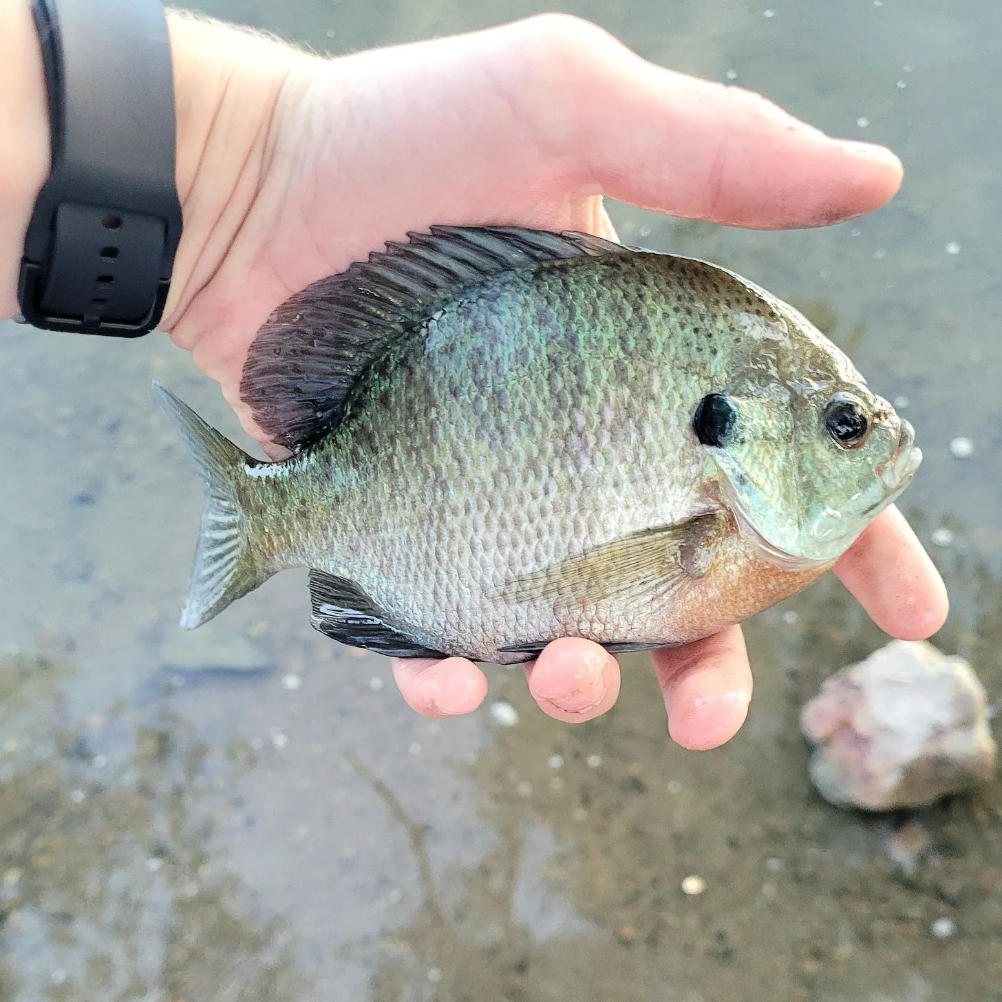 Bluegill caught on Fishbrain