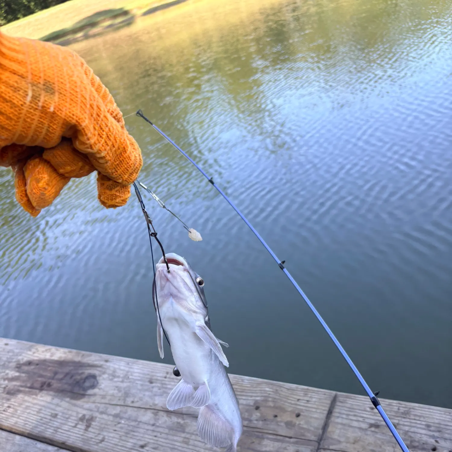 Channel catfish caught on Fishbrain
