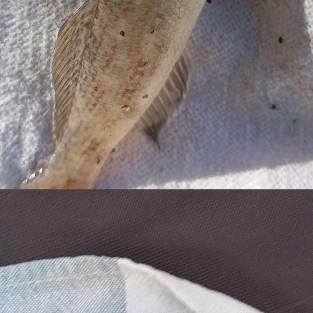 The most recent Black goby catches on Fishbrain