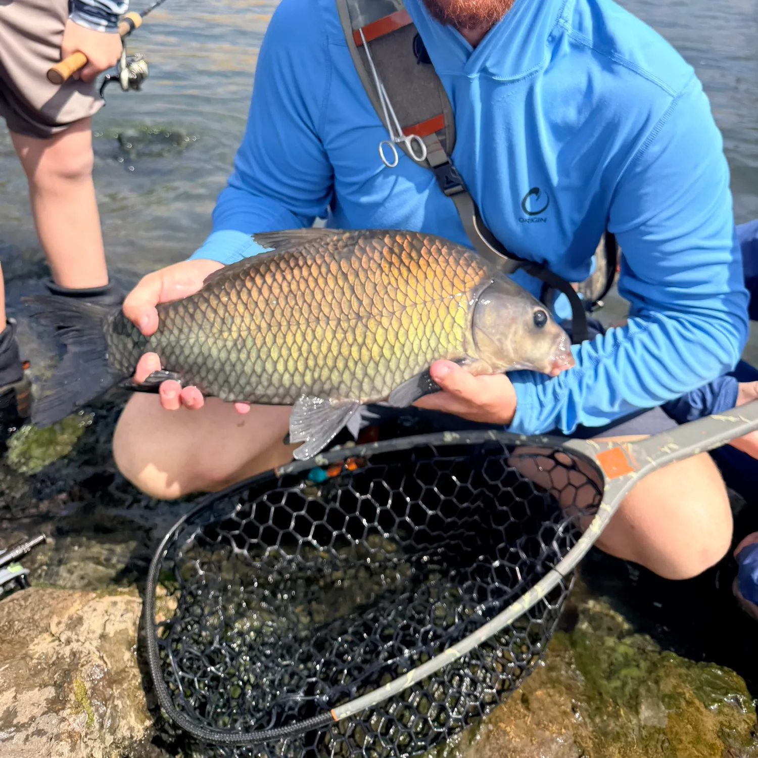 Smallmouth buffalo caught on Fishbrain