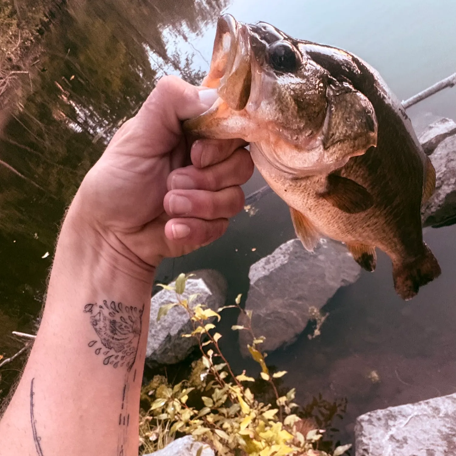 Largemouth bass caught on Fishbrain