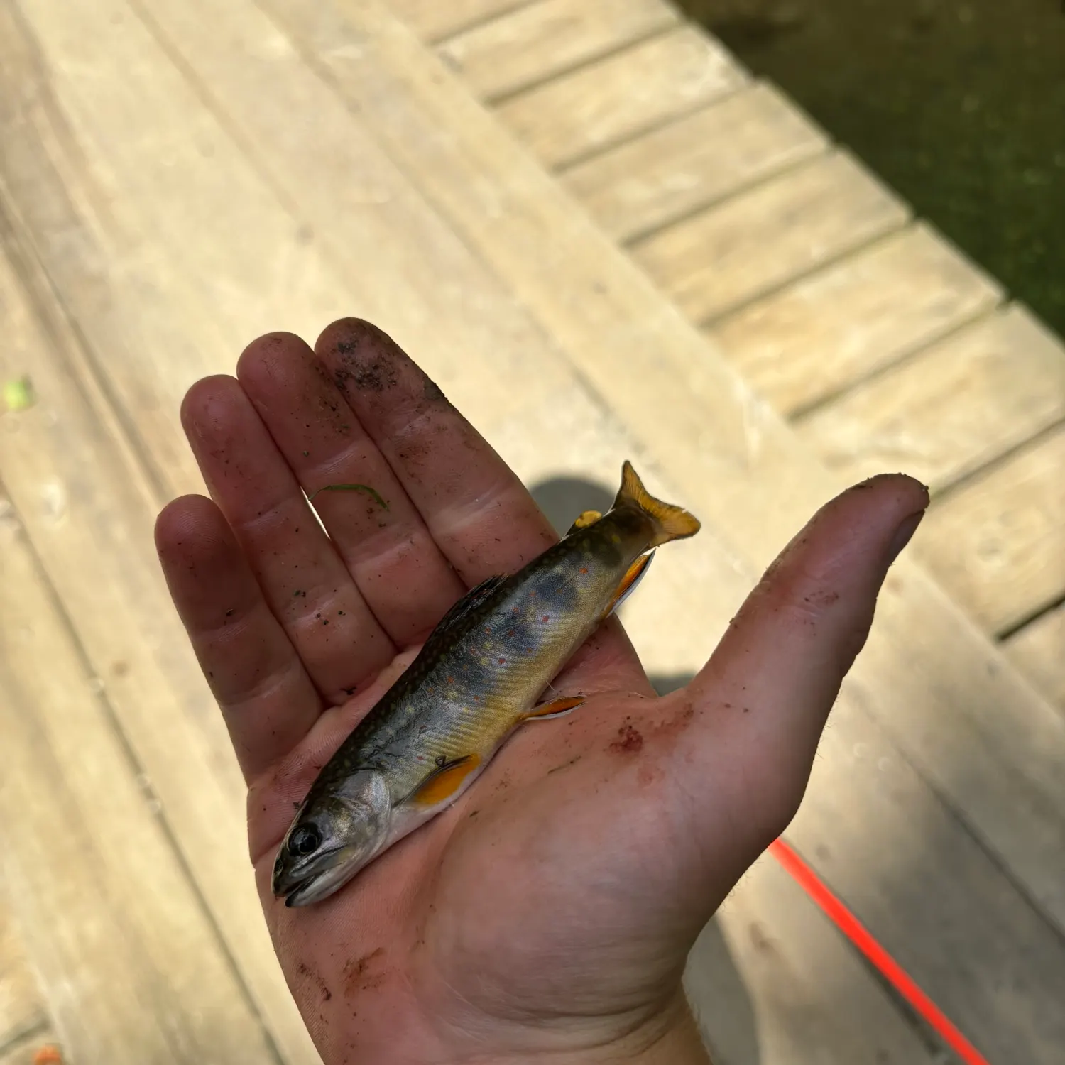Brook trout caught on Fishbrain