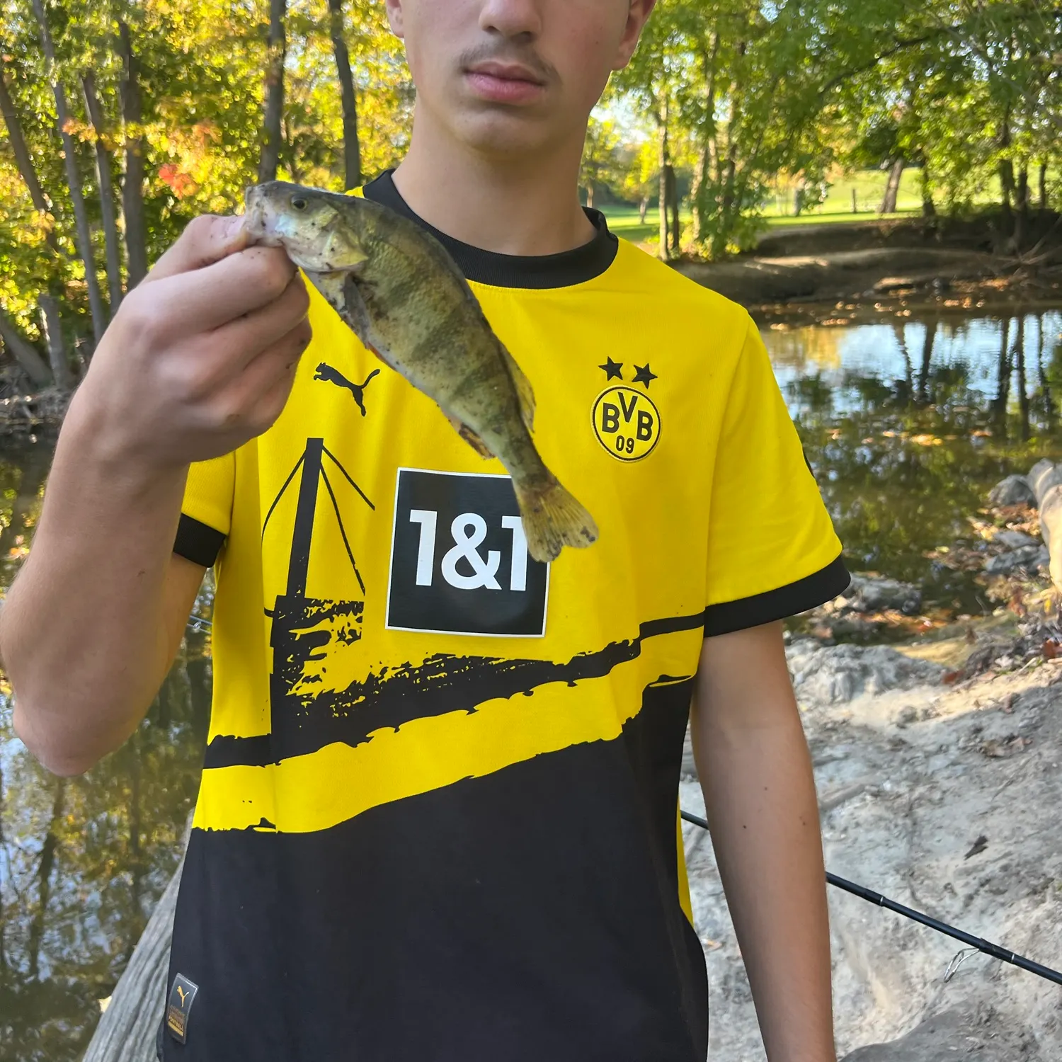 Yellow perch caught on Fishbrain