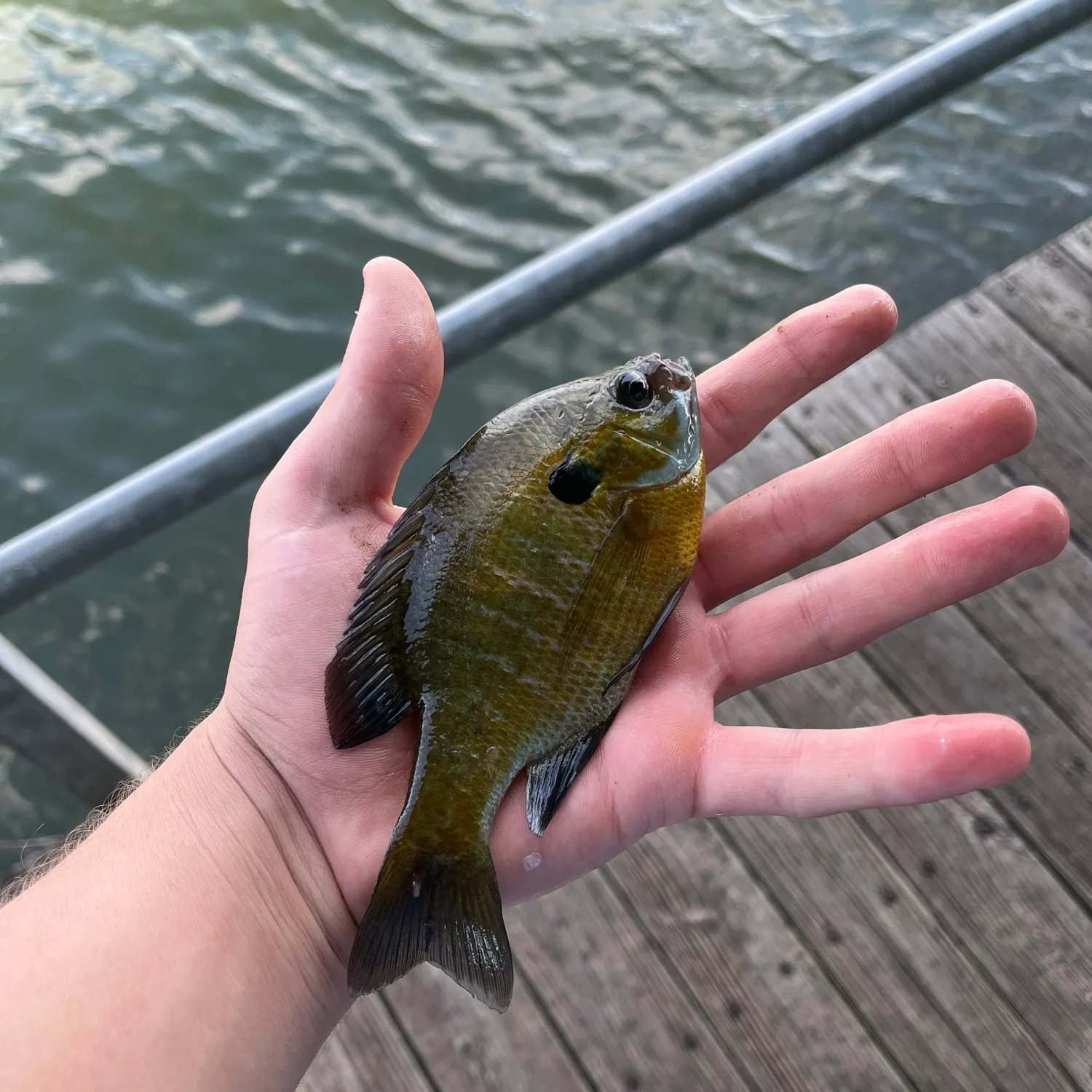 Bluegill caught on Fishbrain