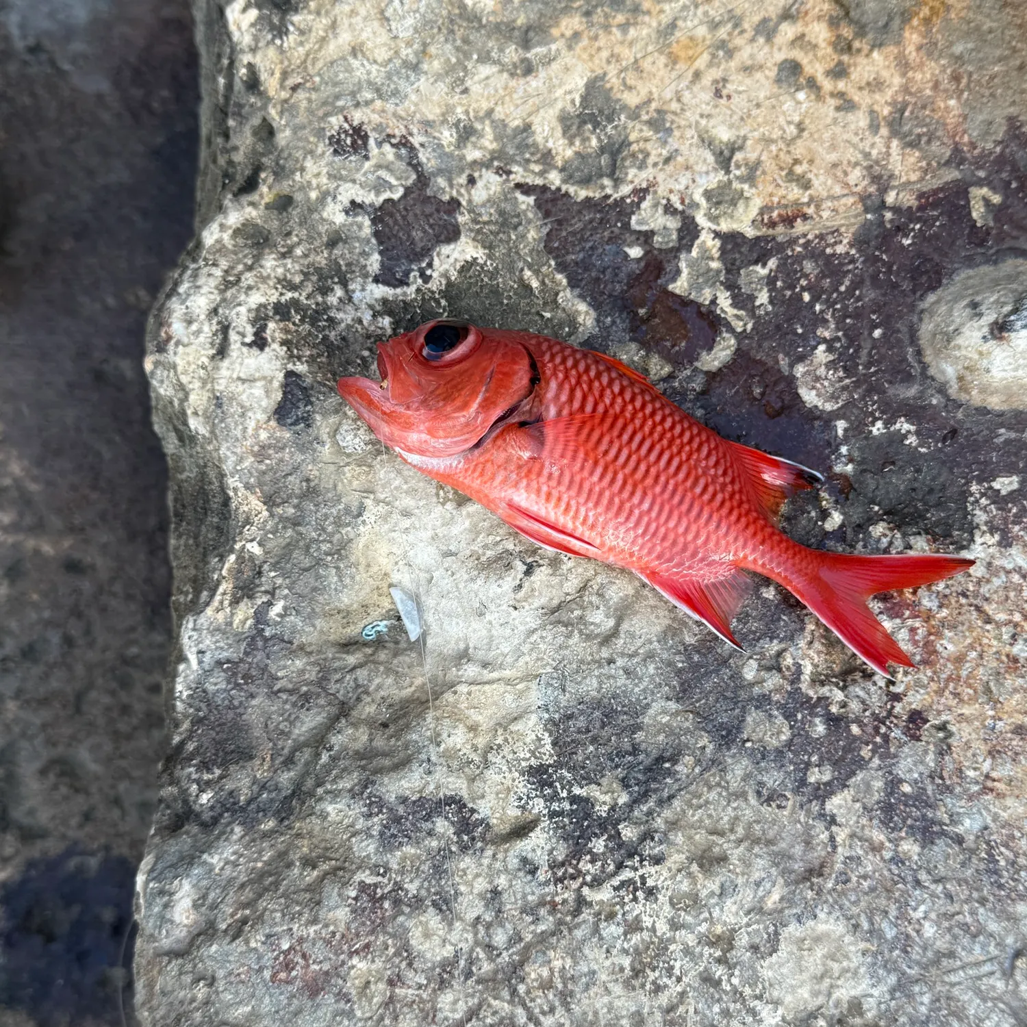 The most recent Pinecone soldierfish catches on Fishbrain