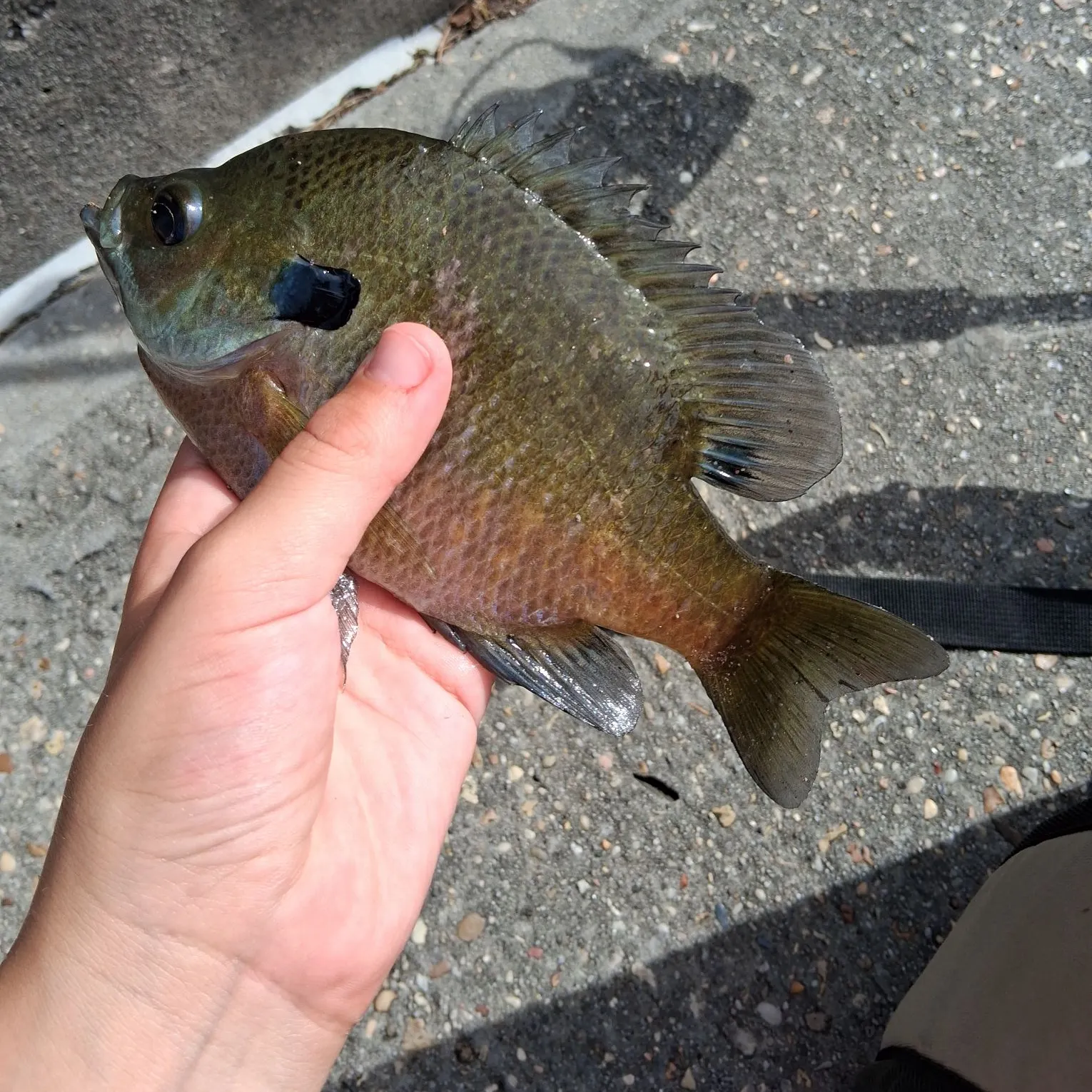 Bluegill caught on Fishbrain