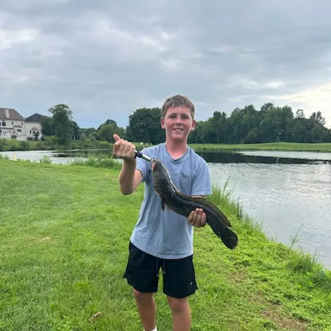 The most recent Northern snakehead catches on Fishbrain