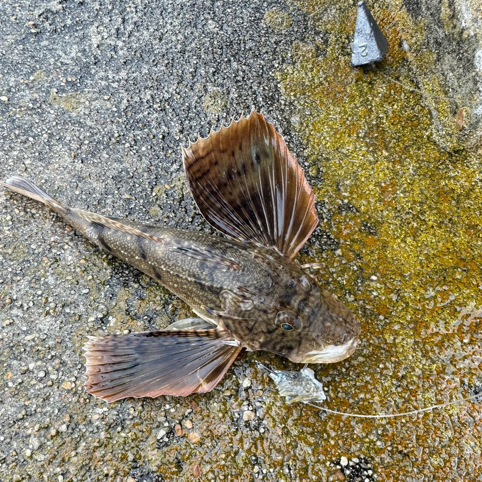 The most recent Striped searobin catches on Fishbrain