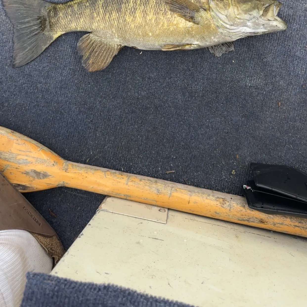 Smallmouth bass caught on Fishbrain
