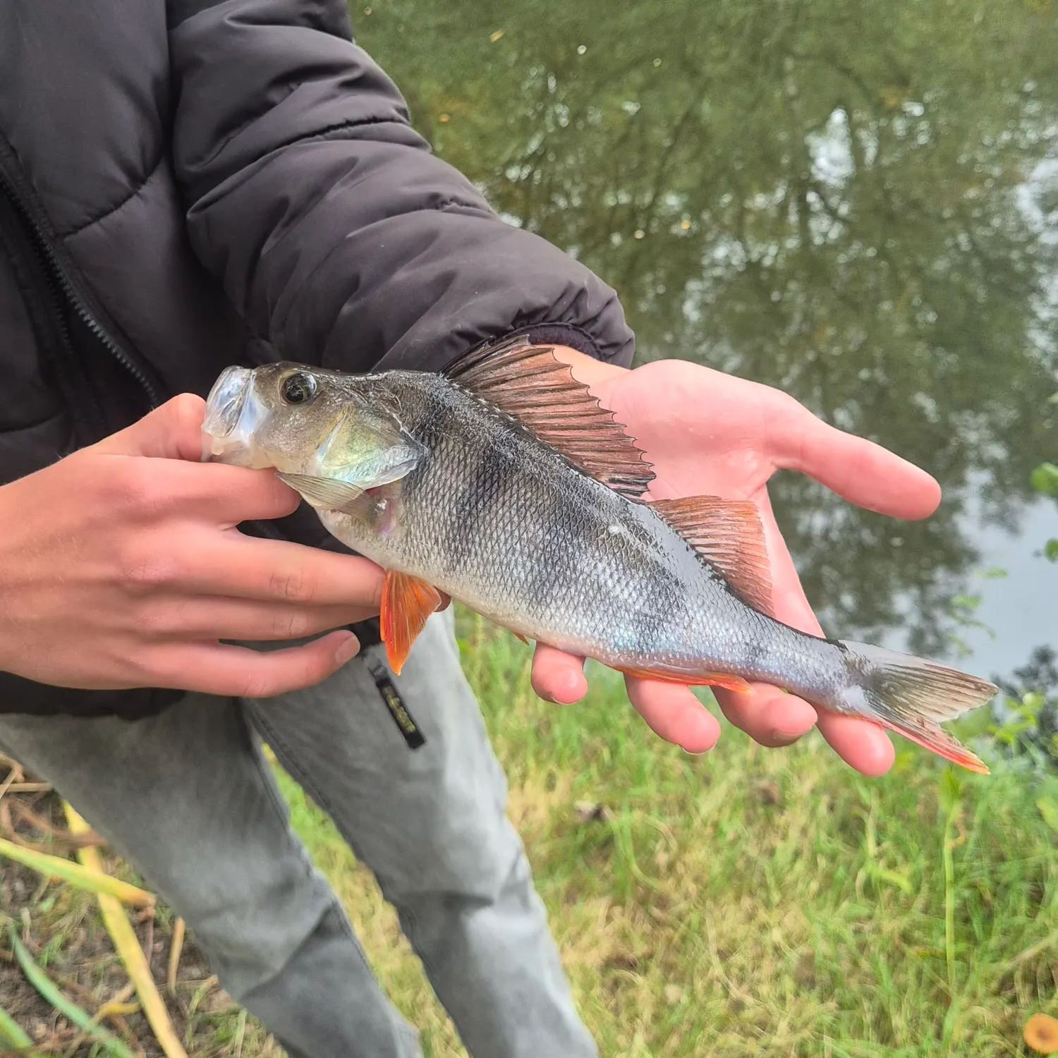 European perch caught on Fishbrain