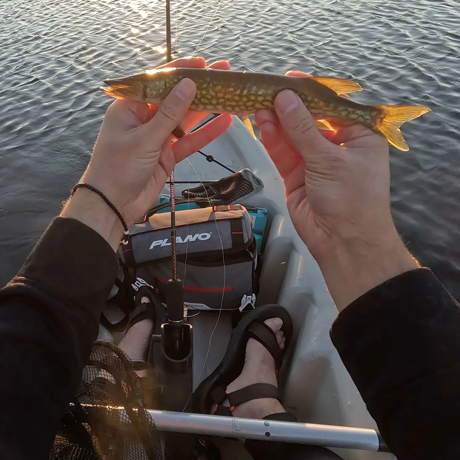Chain pickerel caught on Fishbrain