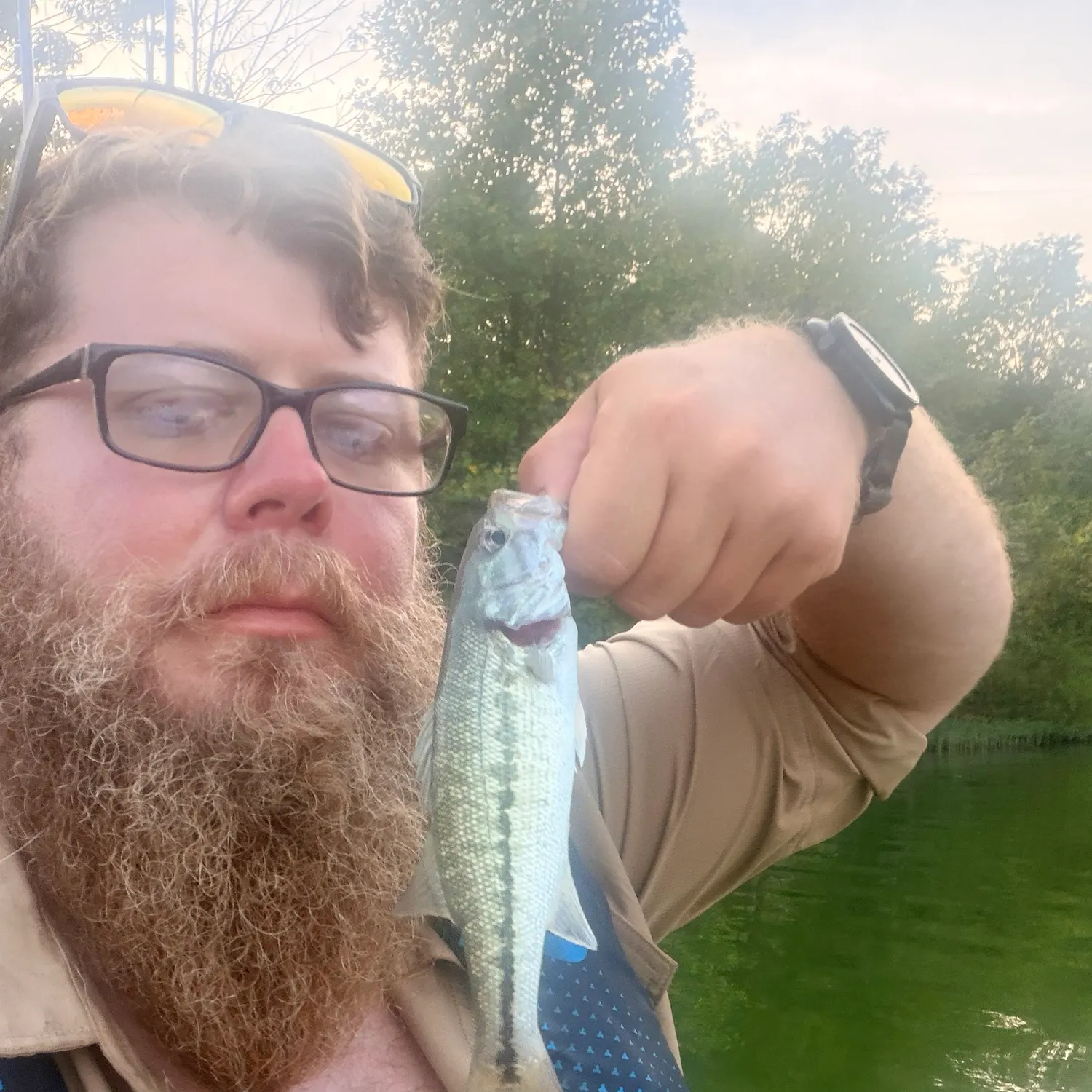 Spotted bass caught on Fishbrain