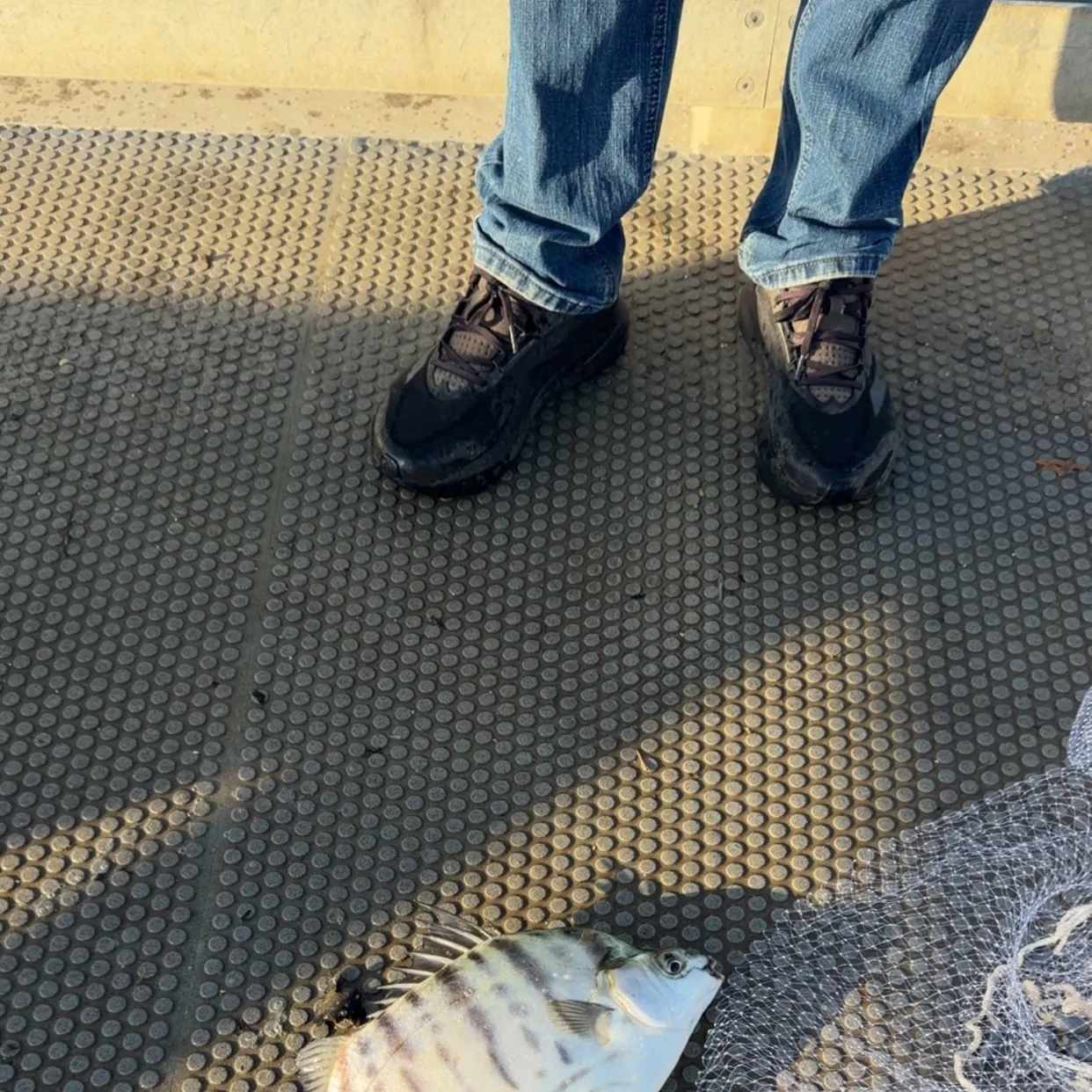 Spotbanded scat caught on Fishbrain