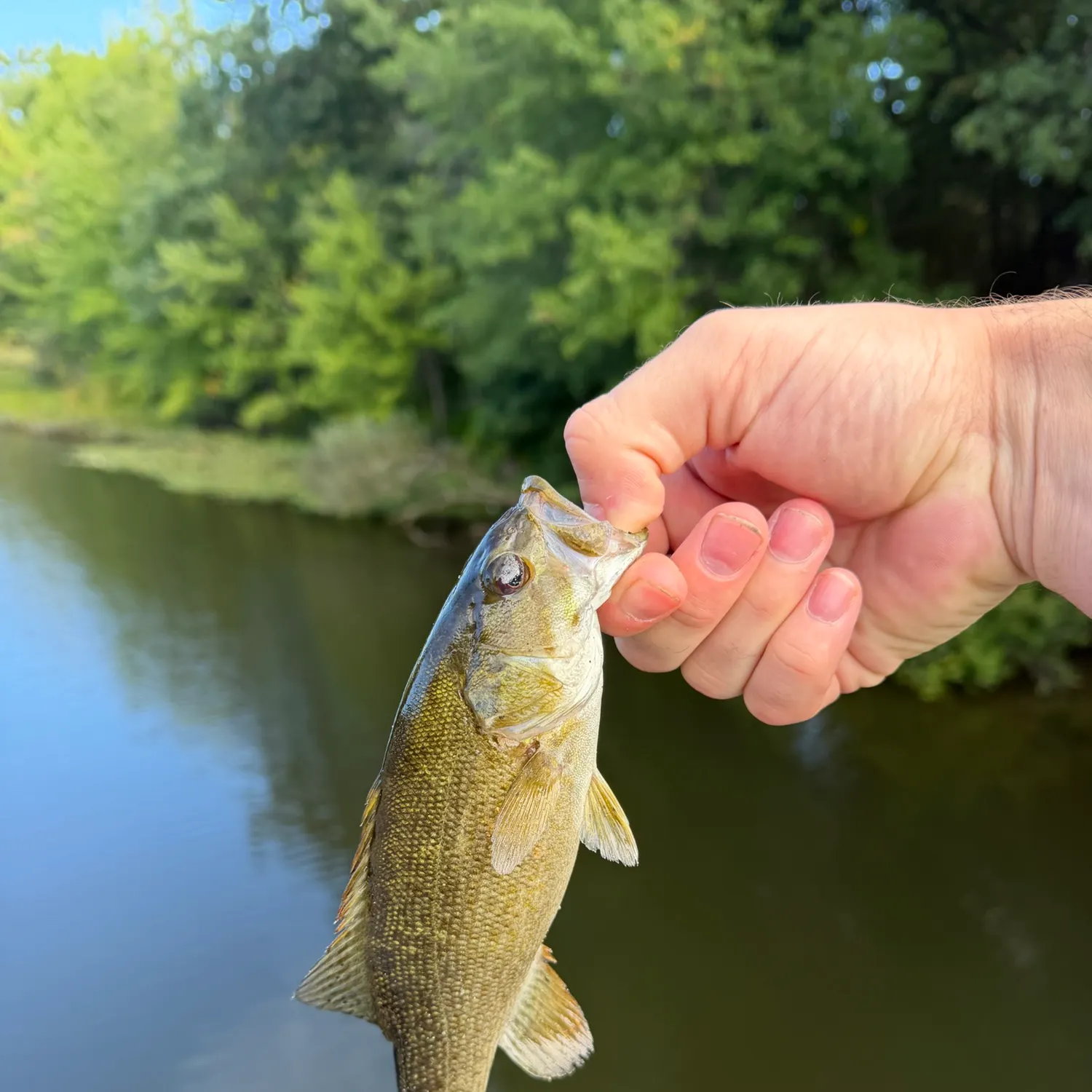 Smallmouth bass caught on Fishbrain