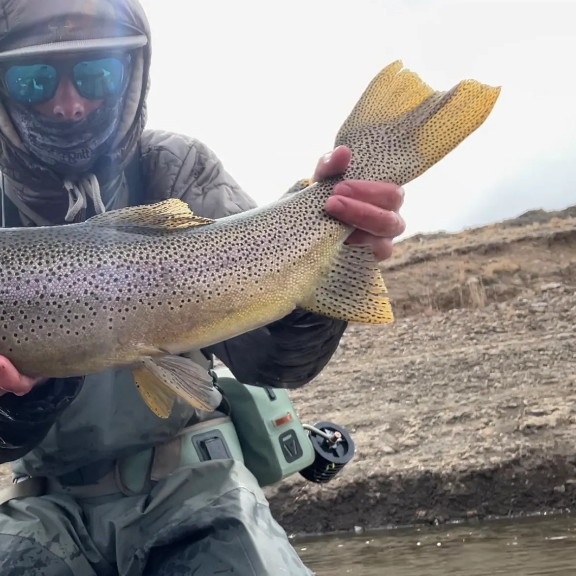 The most recent Cutbow catches on Fishbrain