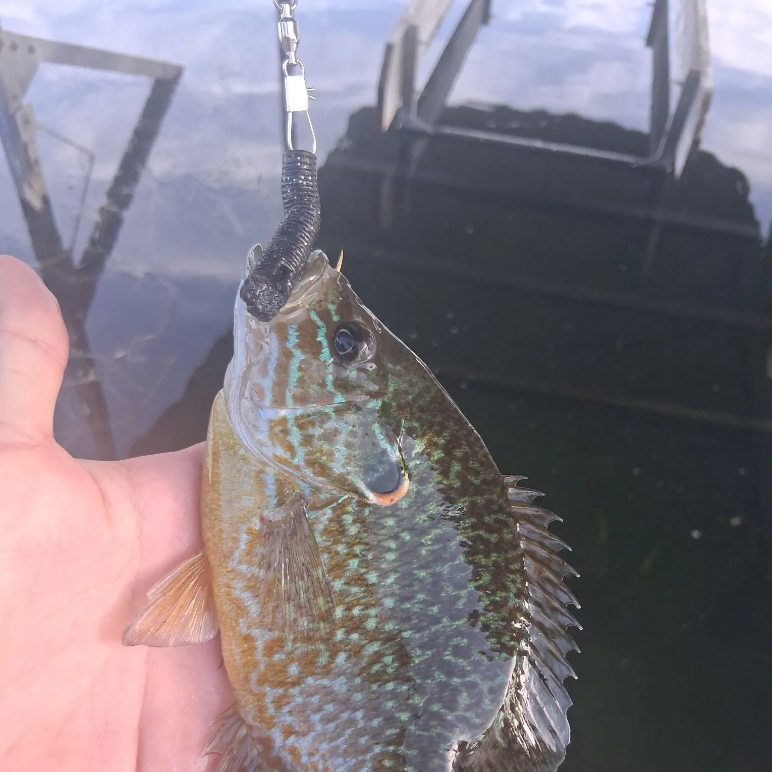 Greengill hybrid caught on Fishbrain