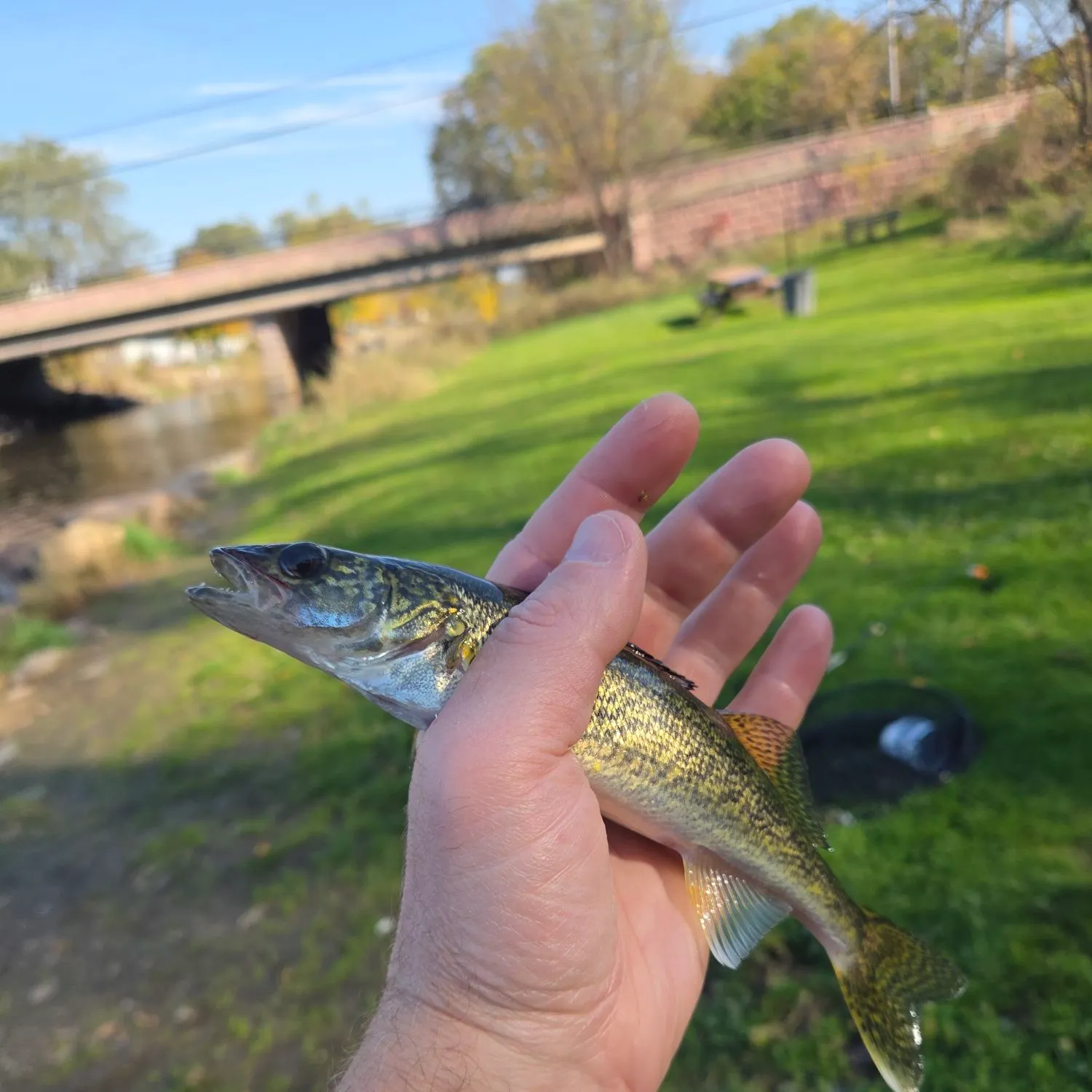 The most recent Saugeye catches on Fishbrain