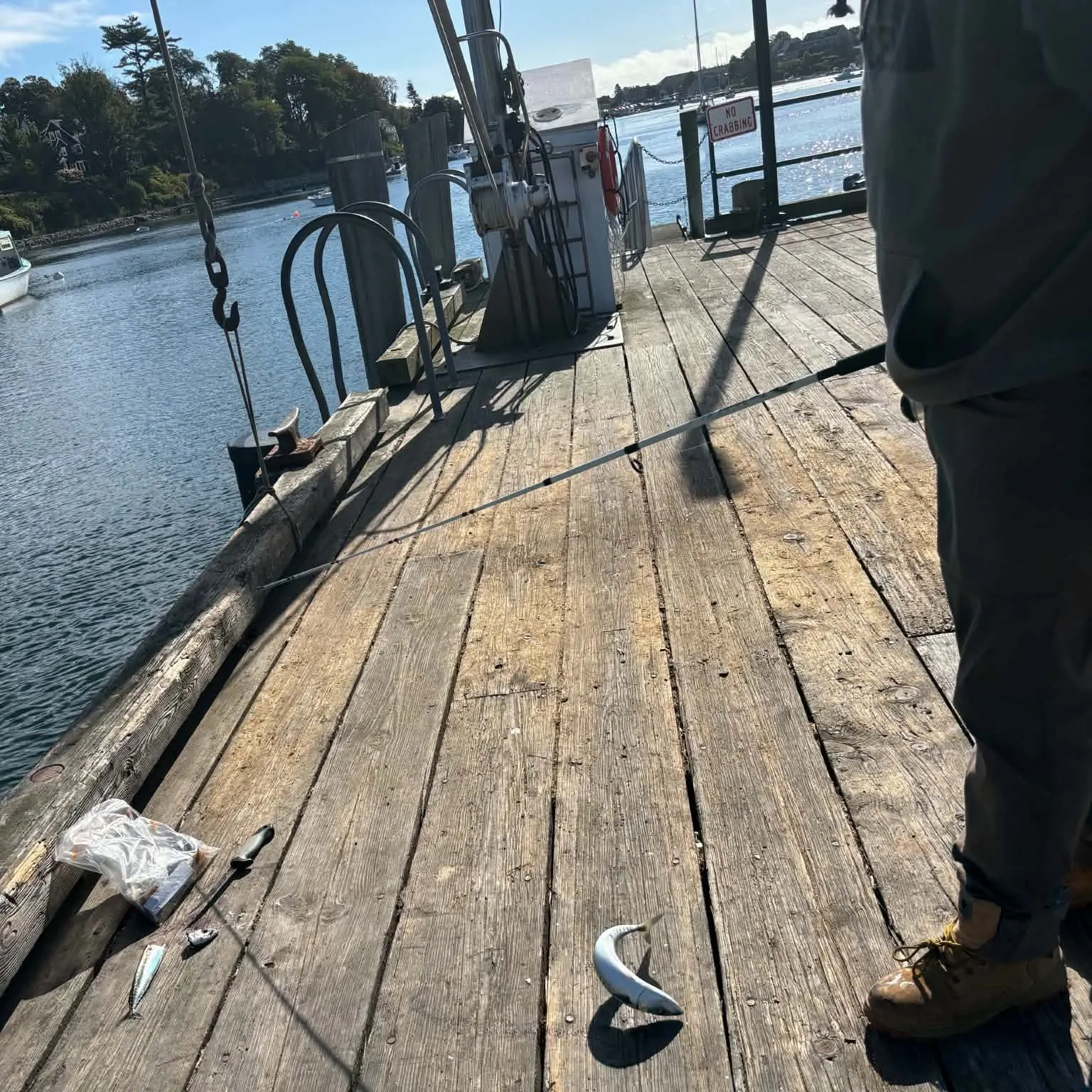 Atlantic mackerel caught on Fishbrain