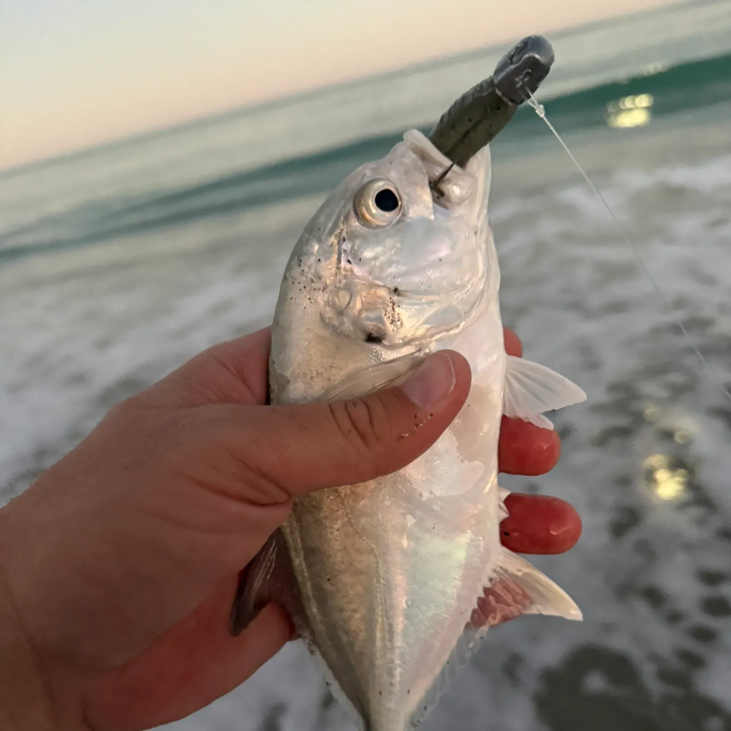 The most recent Crevalle jack catches on Fishbrain