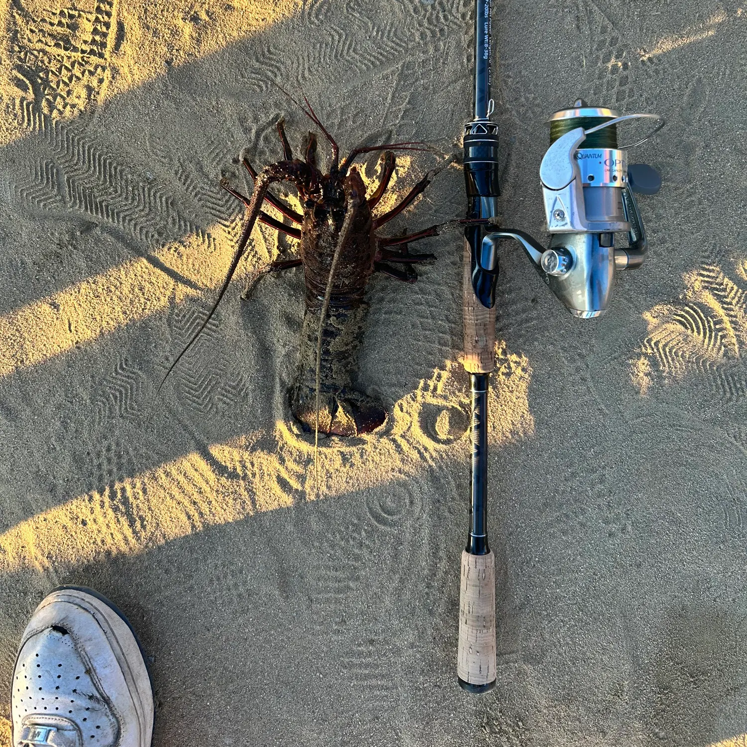 The most recent California spiny lobster catches on Fishbrain