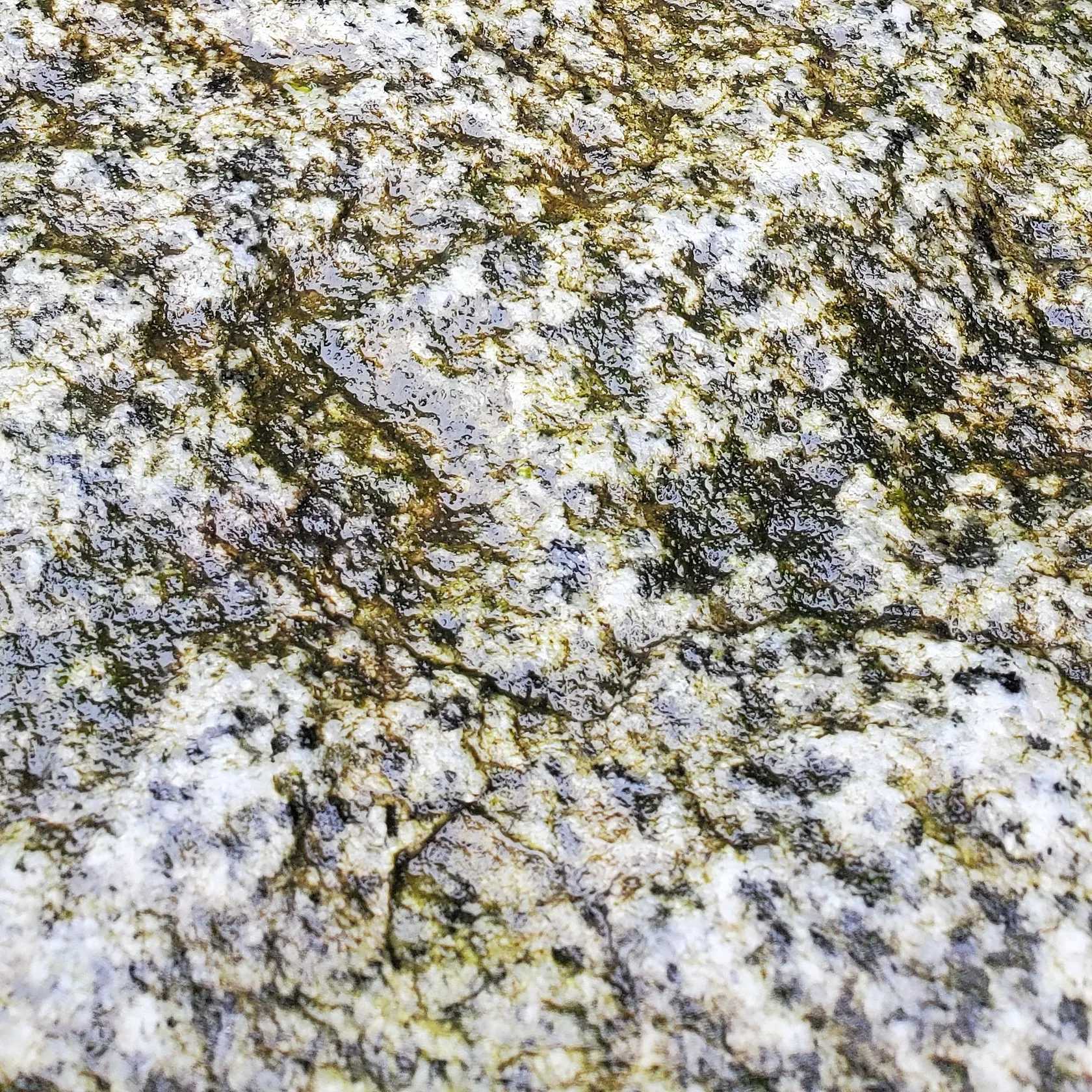 The most recent Padded sculpin catches on Fishbrain