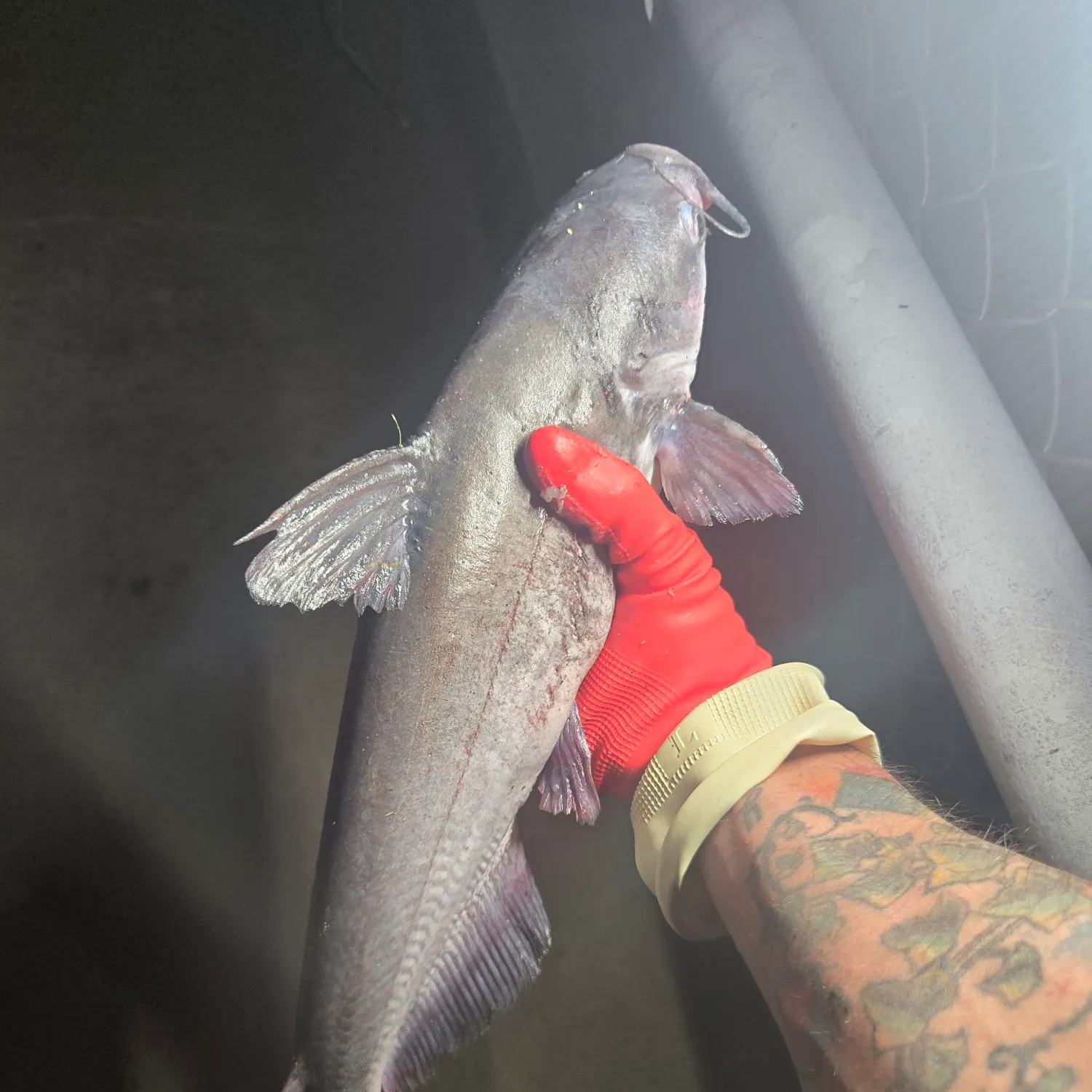 Blue catfish caught on Fishbrain