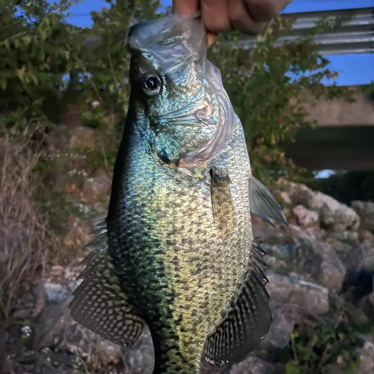 Black crappie caught on Fishbrain