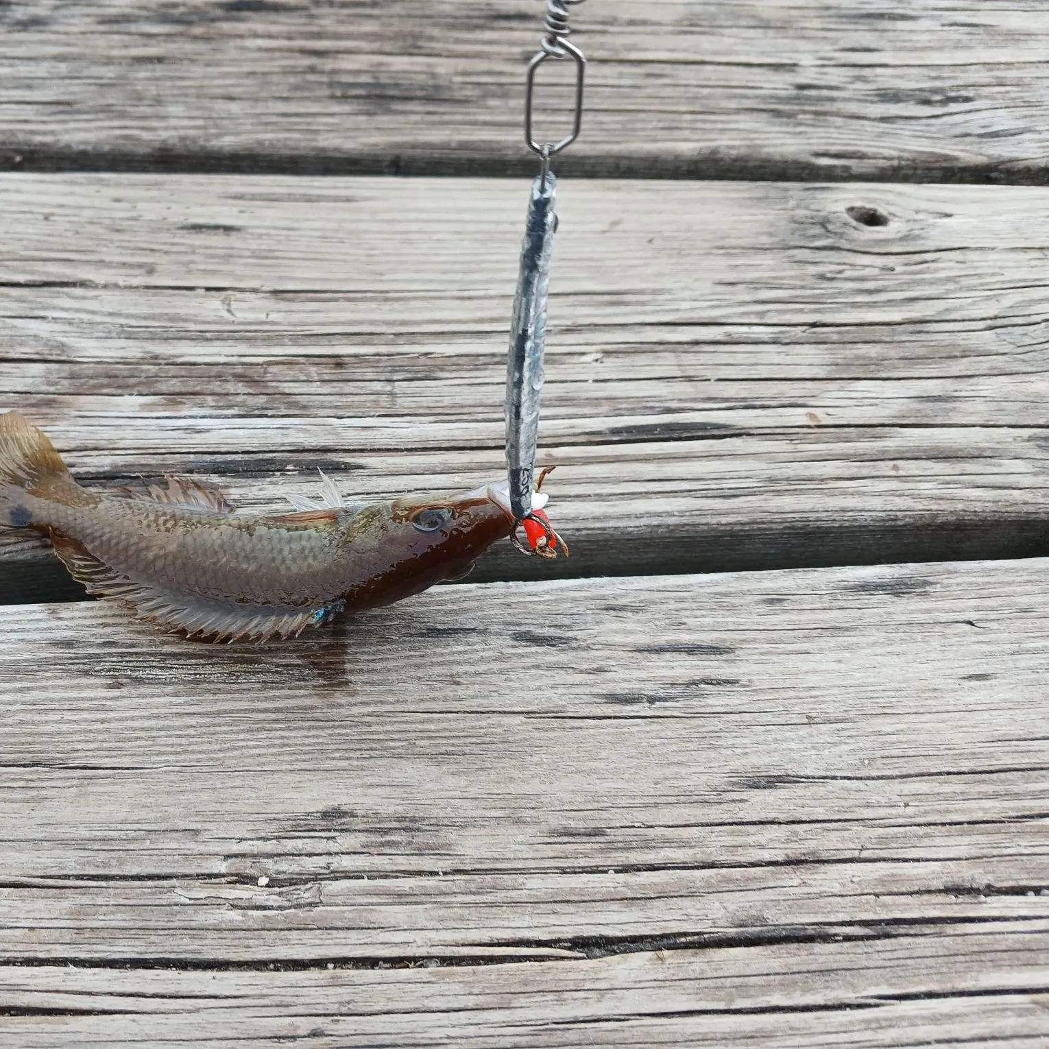 The most recent Silver scabbardfish catches on Fishbrain