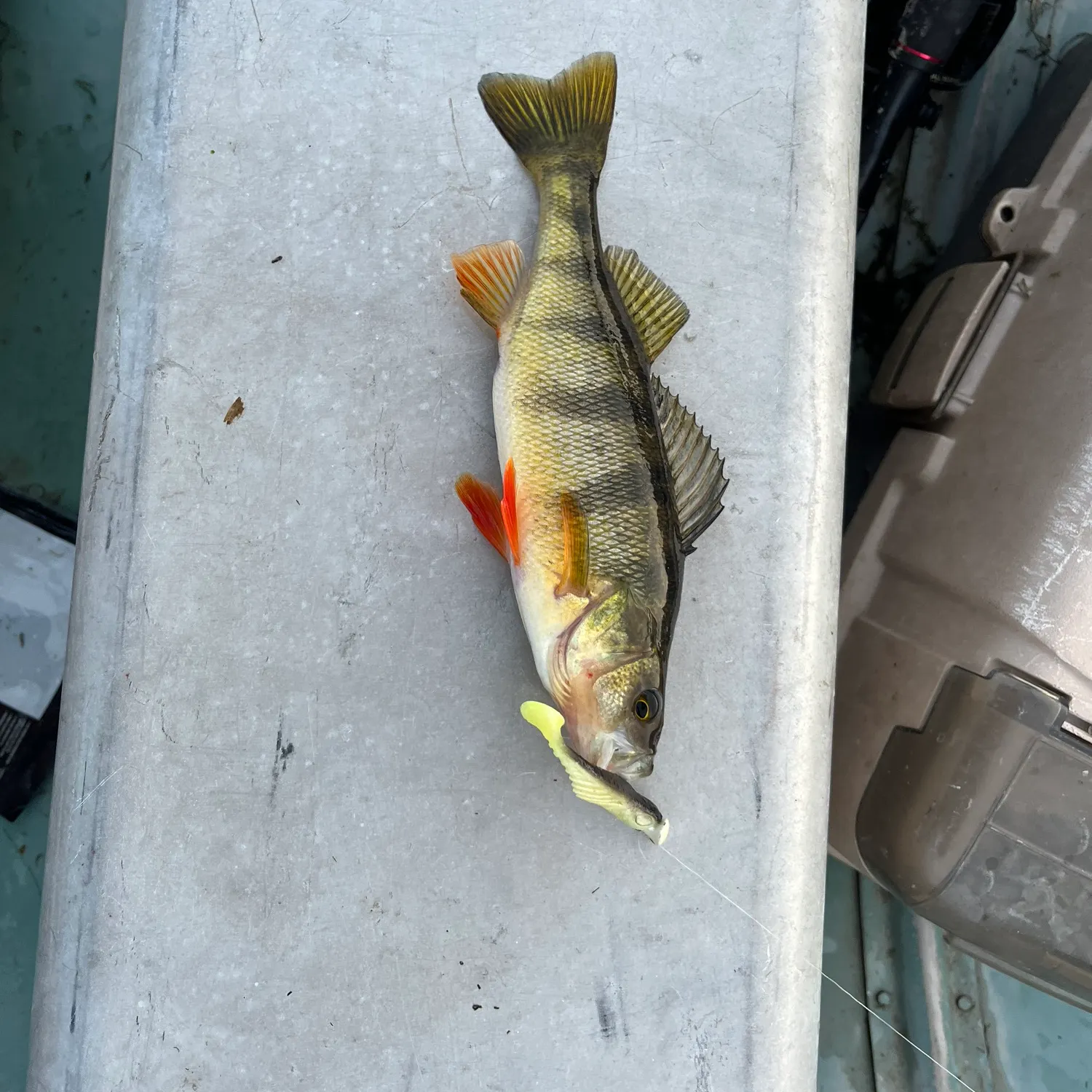 Yellow perch caught on Fishbrain
