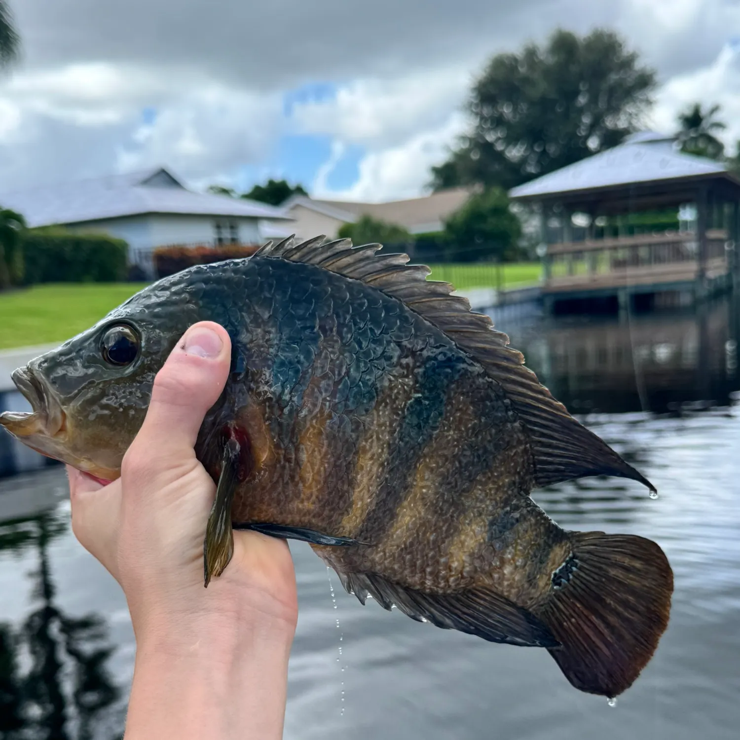 Mayan cichlid caught on Fishbrain