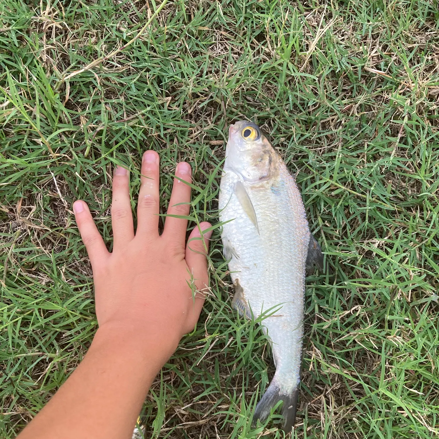 The most recent American gizzard shad catches on Fishbrain