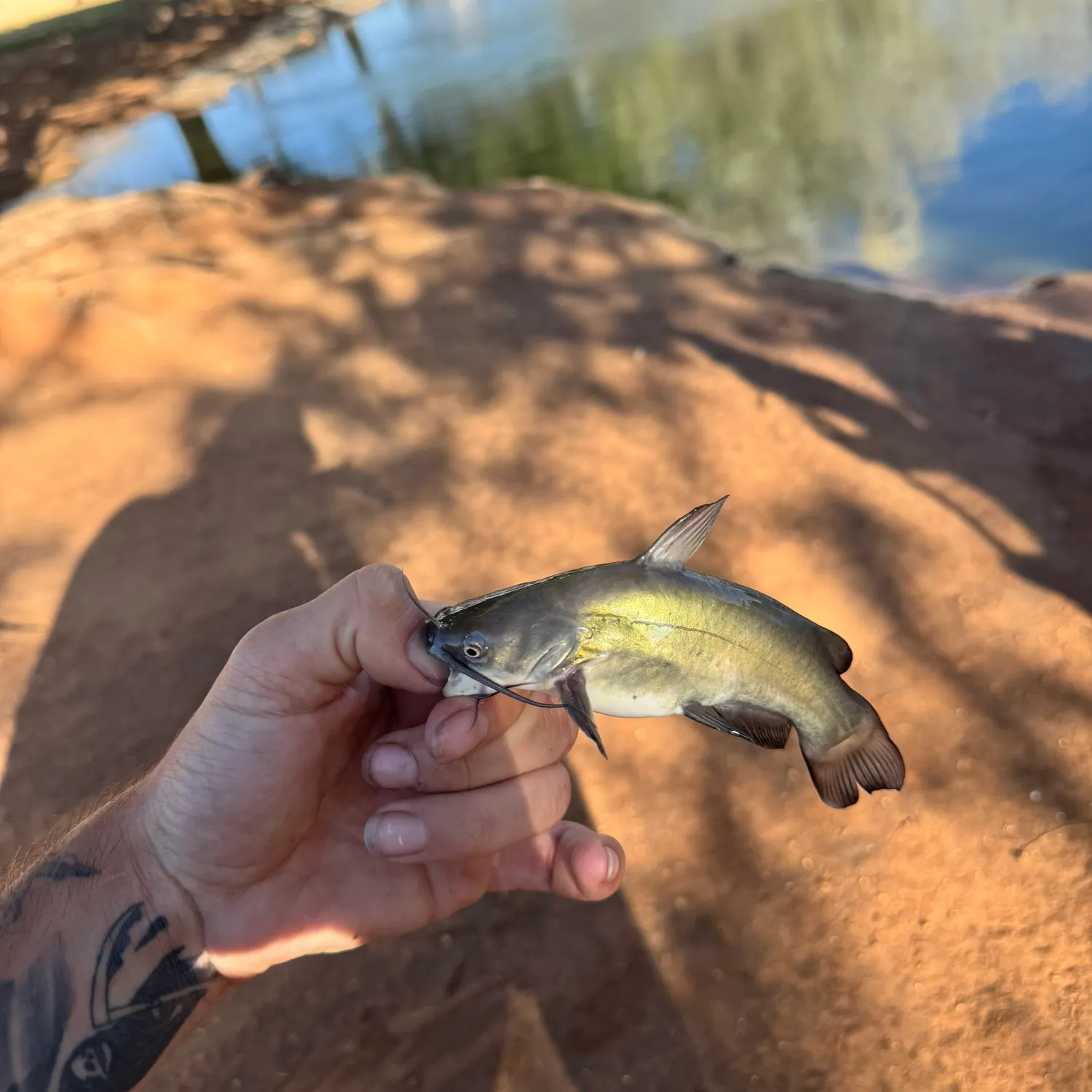 Black bullhead caught on Fishbrain