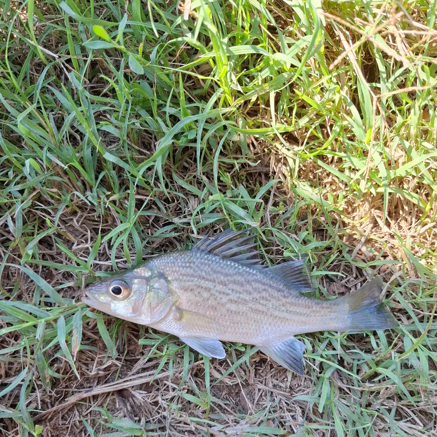 White perch caught on Fishbrain