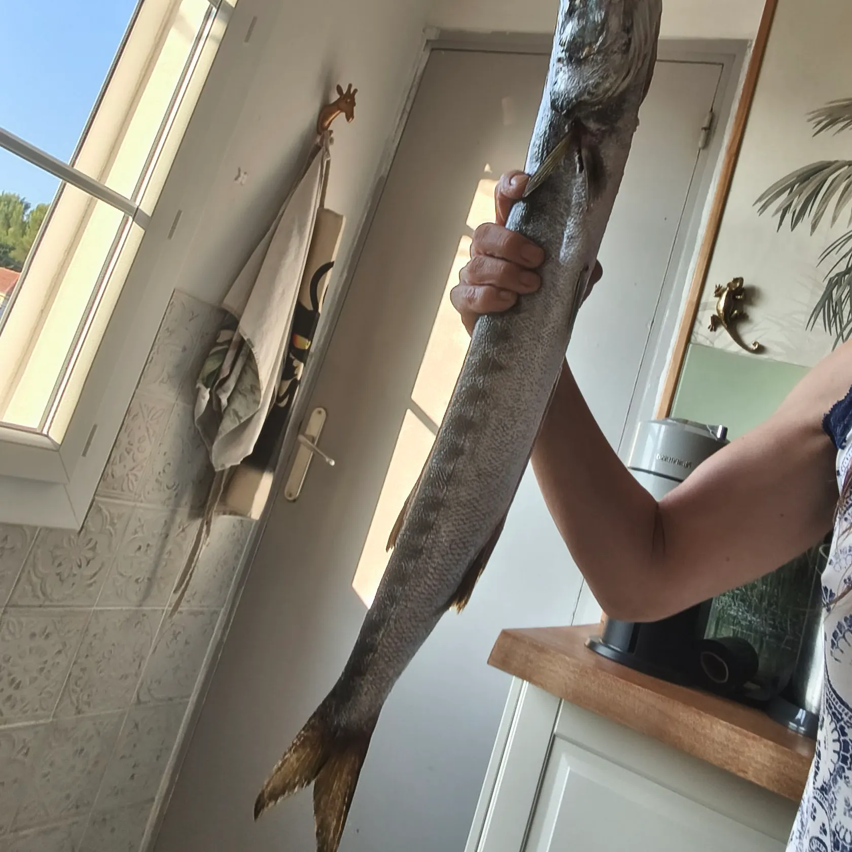 The most recent Pickhandle barracuda catches on Fishbrain