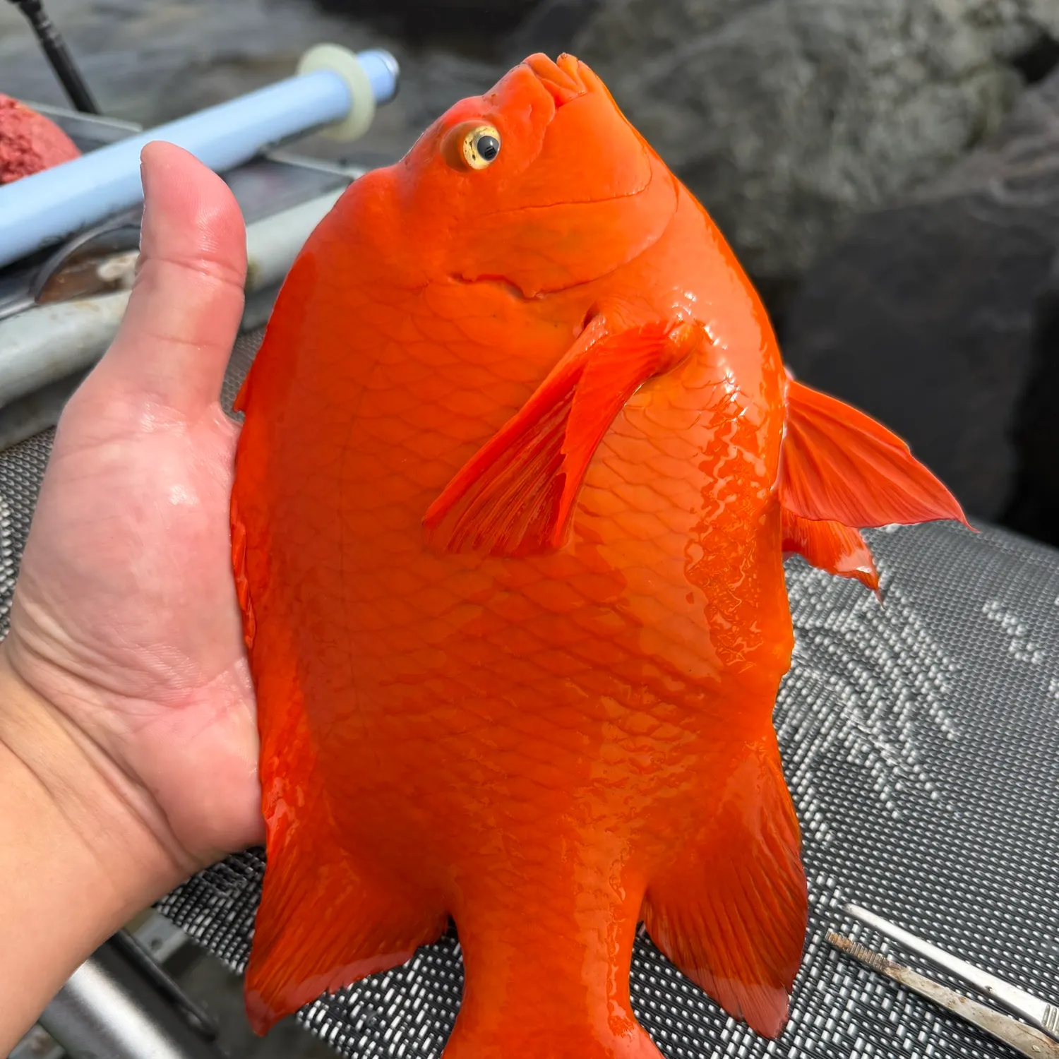 The most recent Garibaldi damselfish catches on Fishbrain