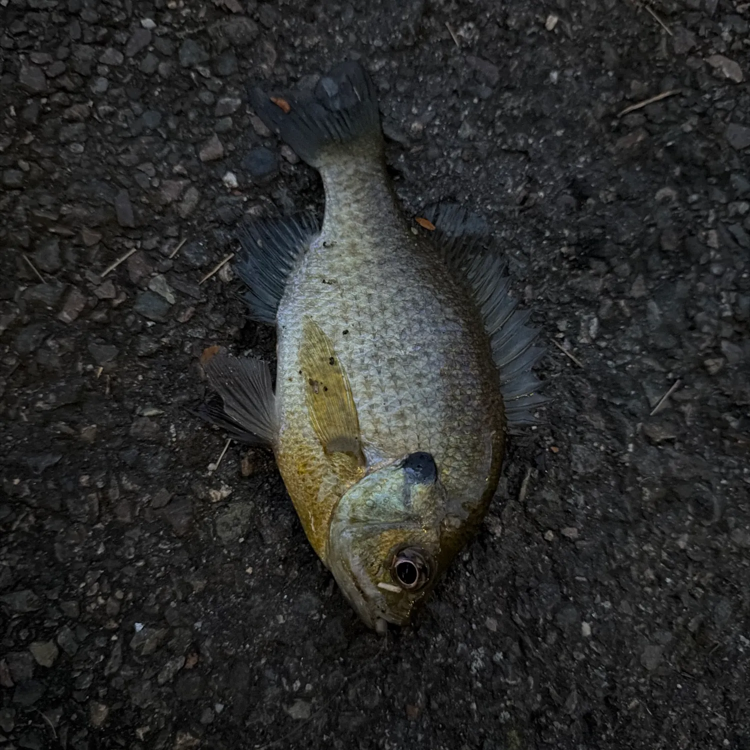 Black crappie caught on Fishbrain