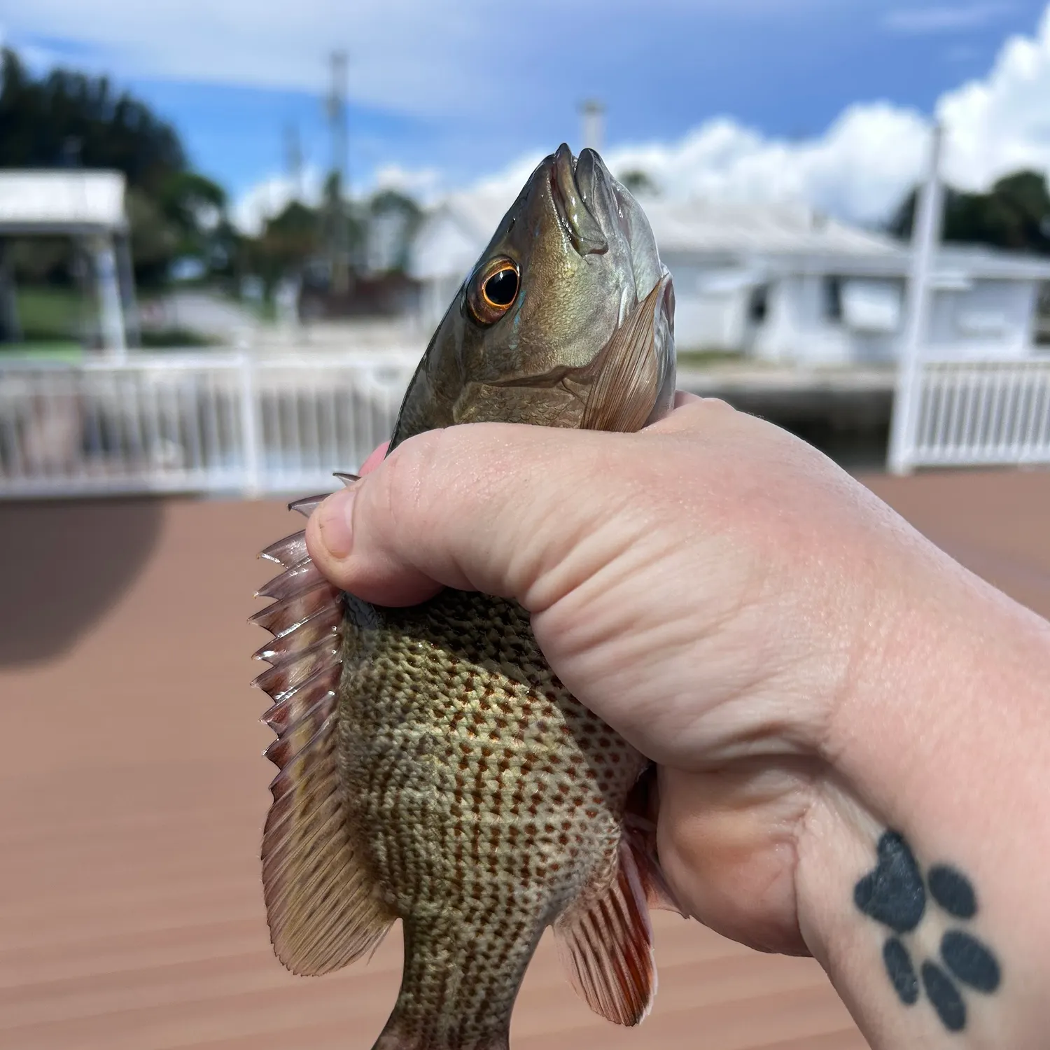 Mangrove snapper caught on Fishbrain