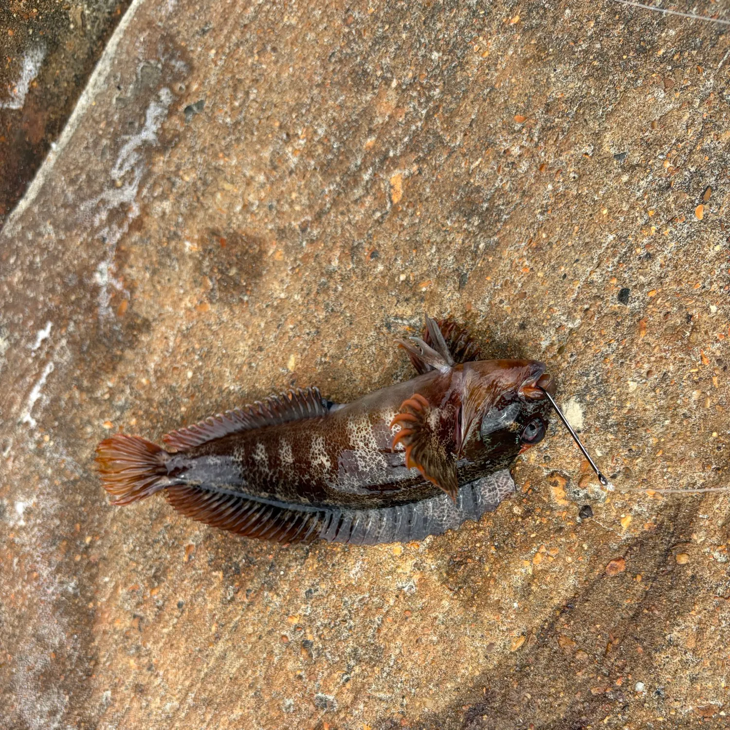 Tompot blenny caught on Fishbrain