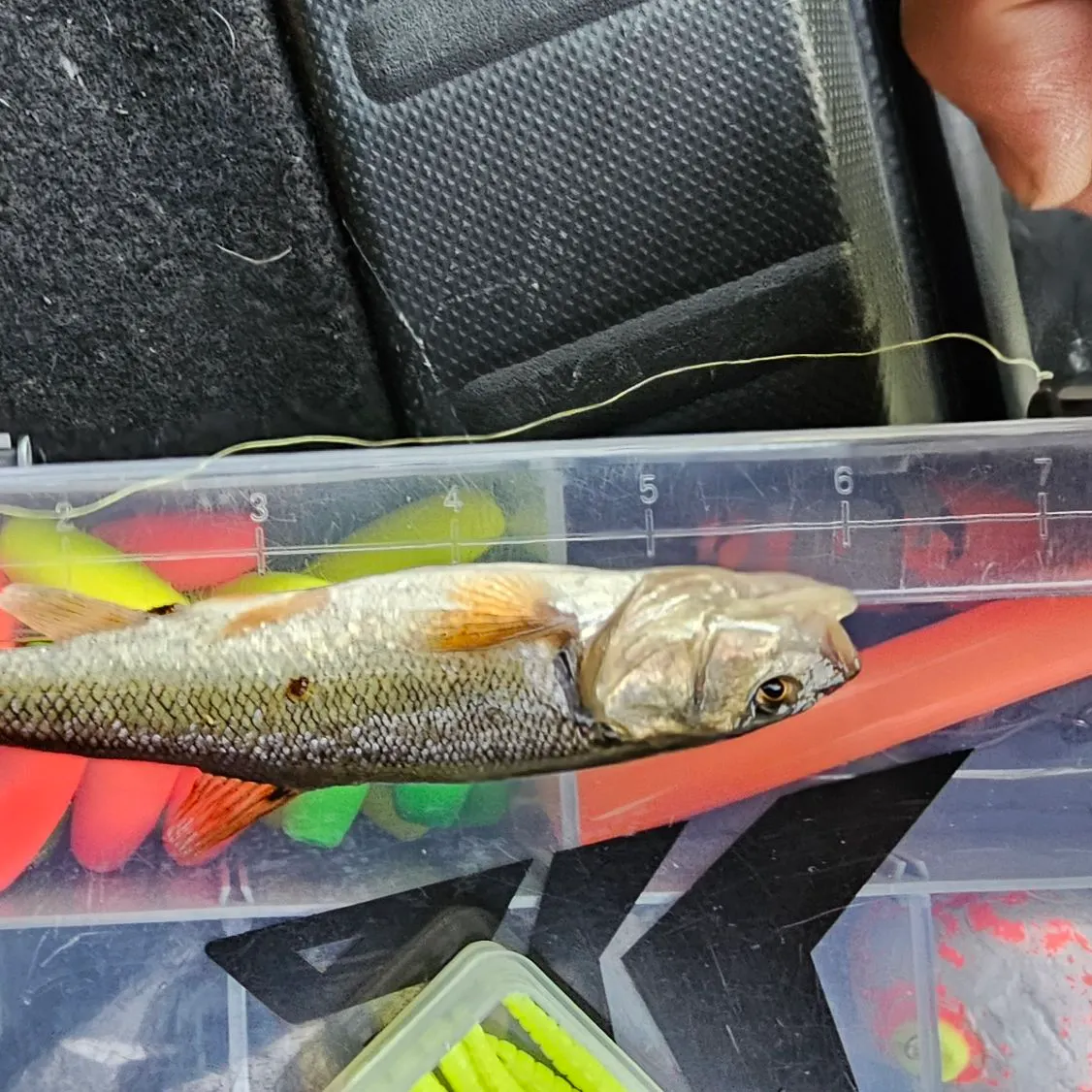 Creek chub caught on Fishbrain