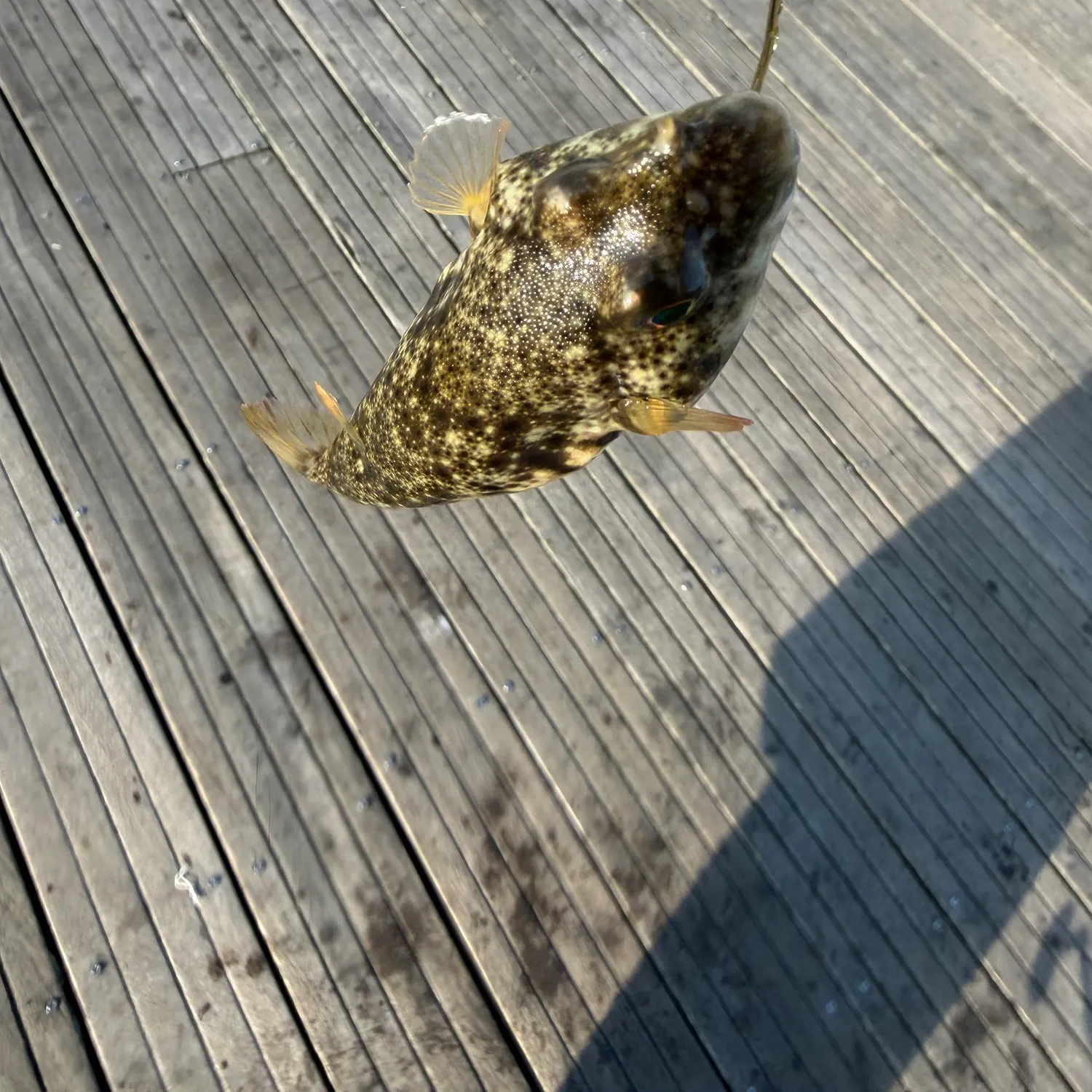 catch