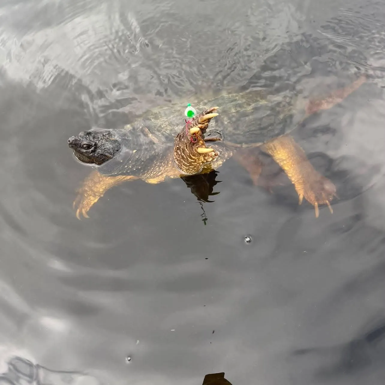 The most recent Common snapping turtle catches on Fishbrain
