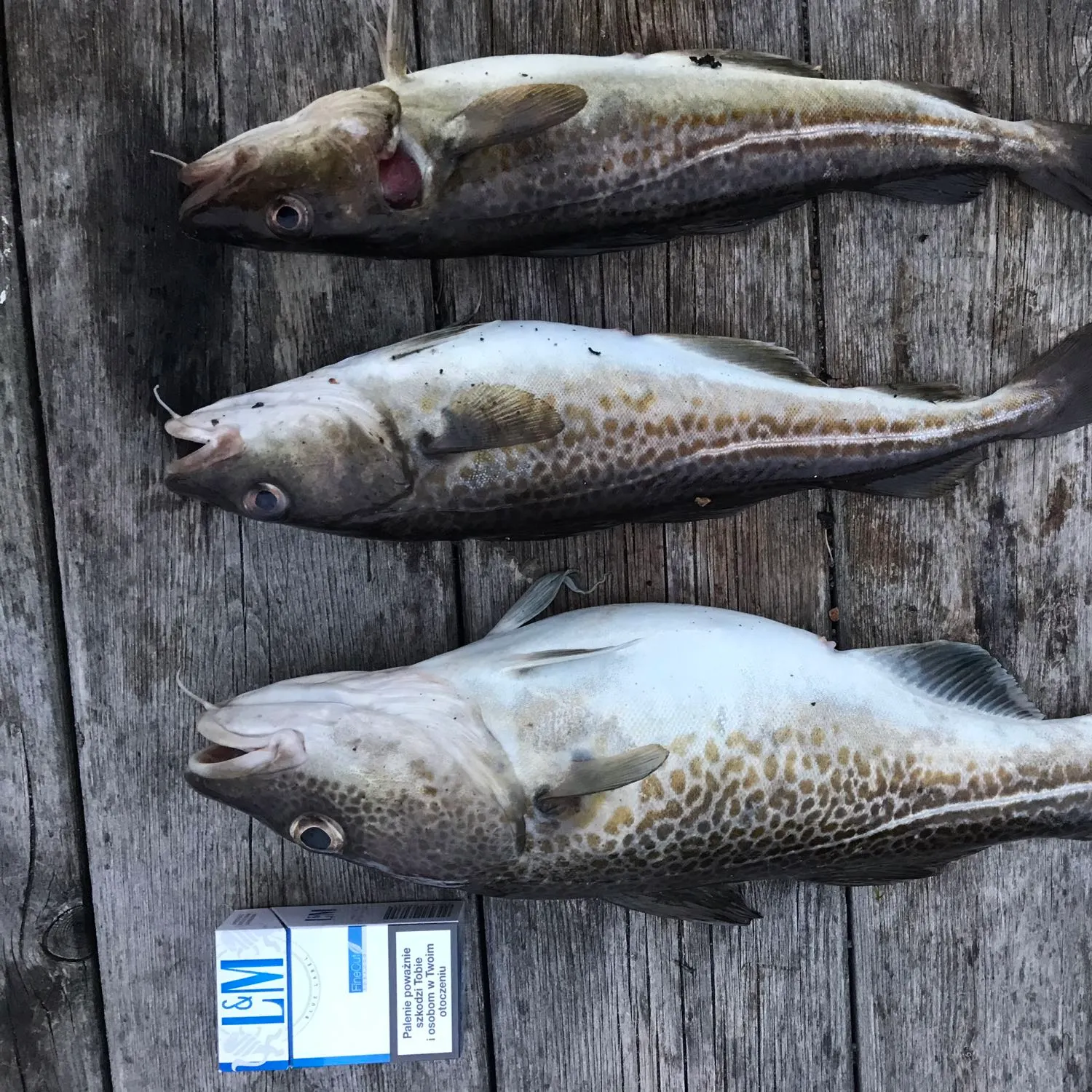recently logged catches
