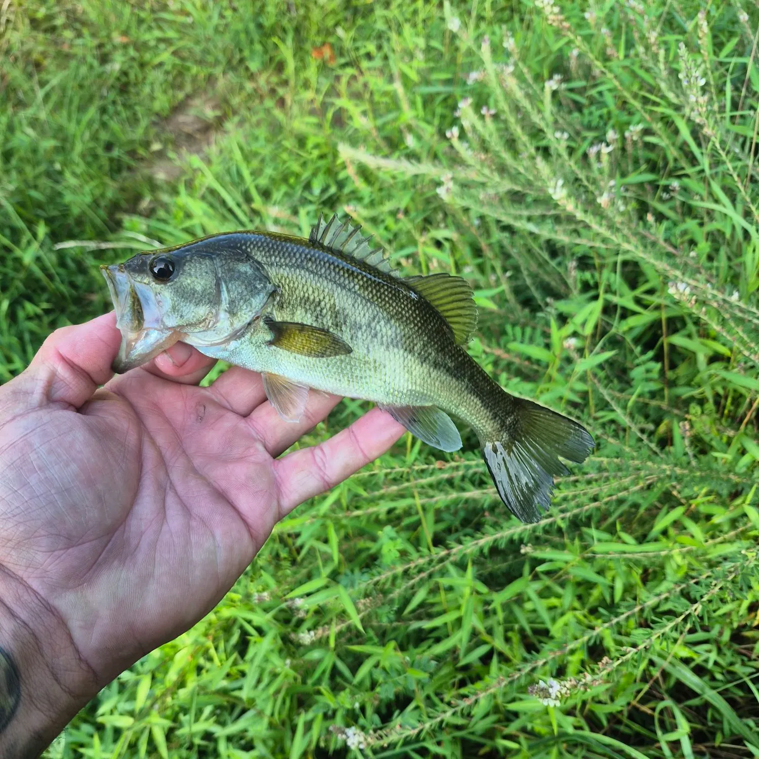 Fish caught on Fishbrain