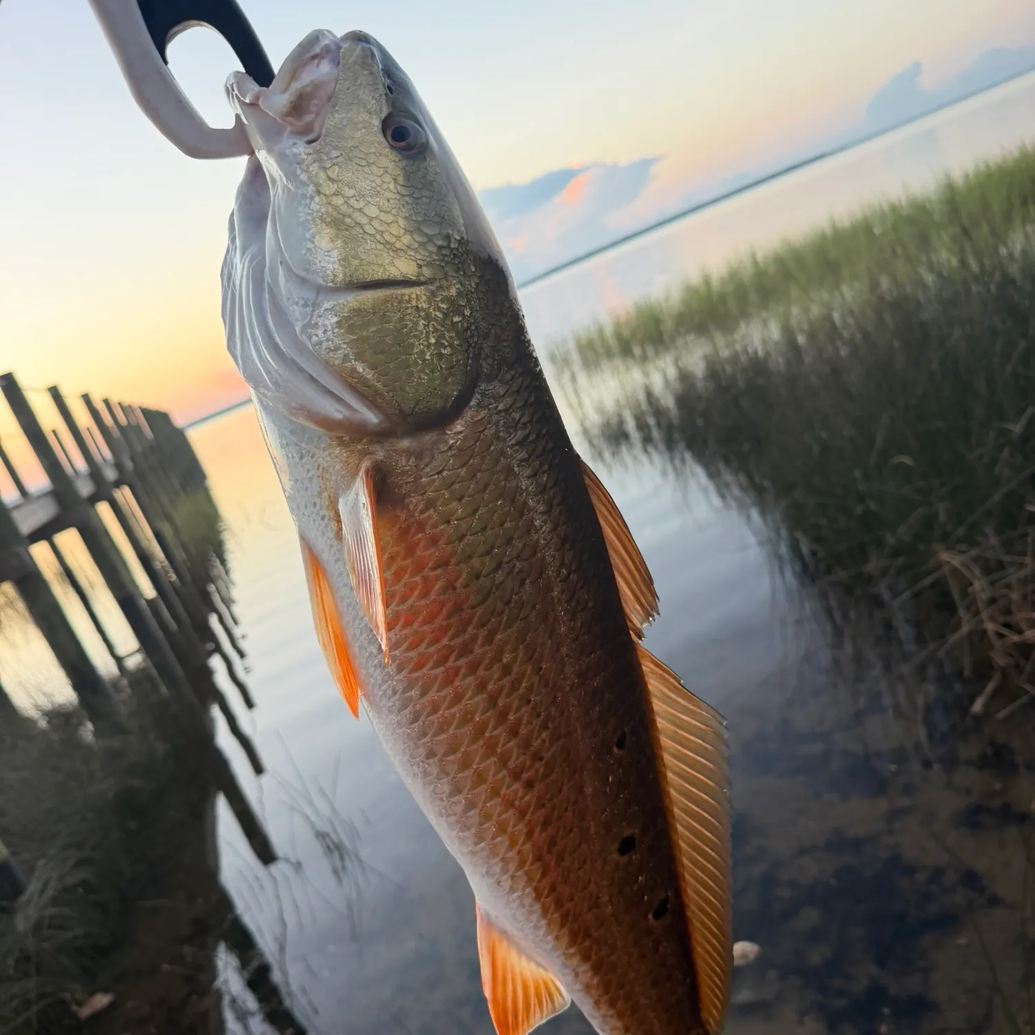 Red drum caught on Fishbrain