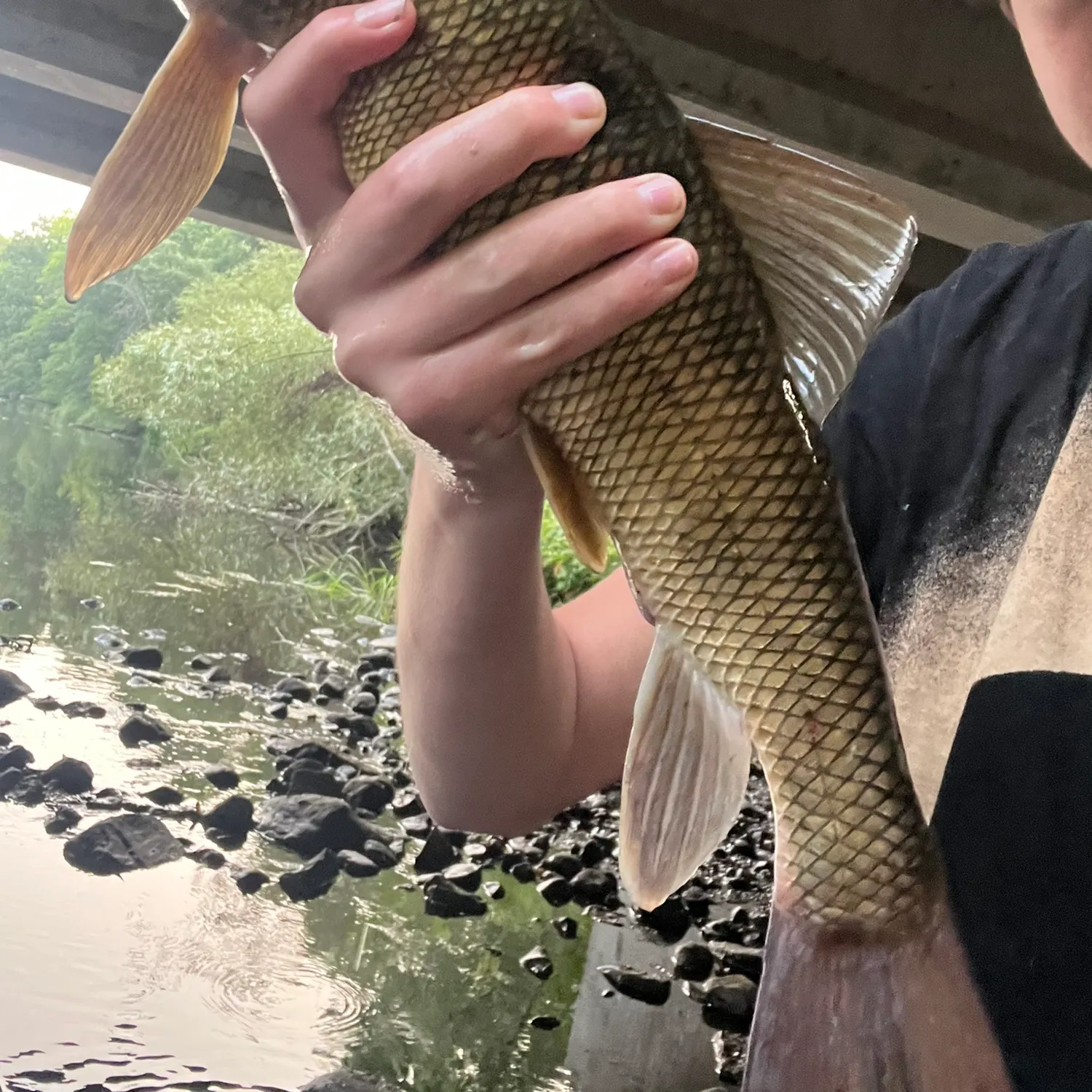 The most recent Silver redhorse catches on Fishbrain