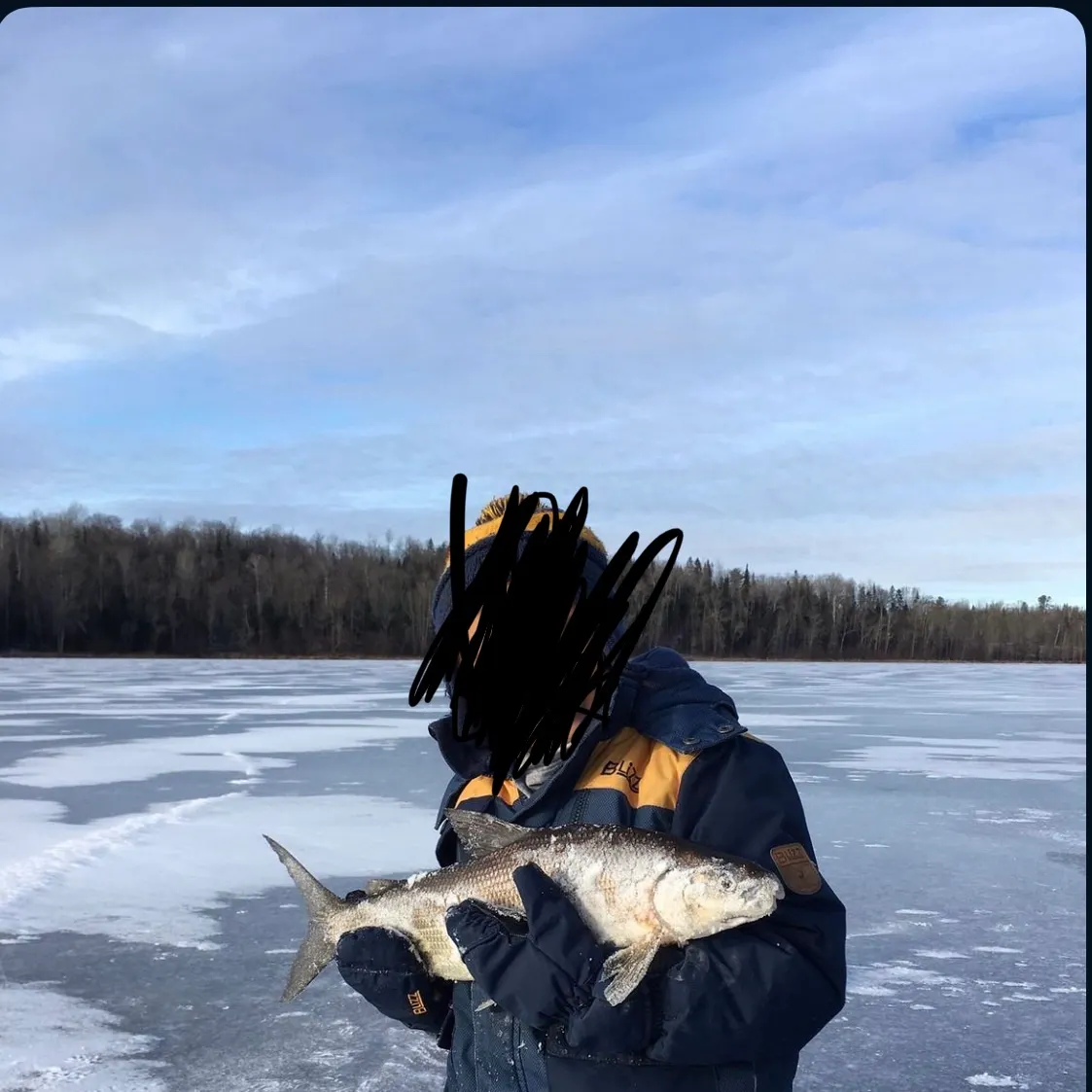 Lake whitefish caught on Fishbrain